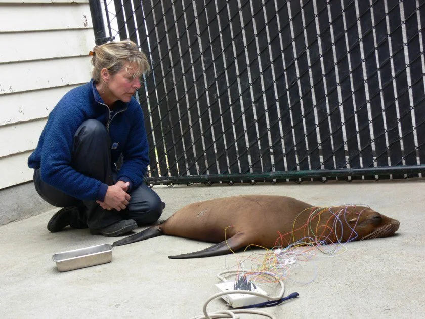 Rising Tide # 35 - Whale Doctor Frances Gulland