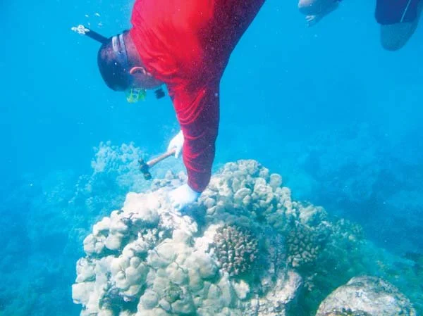 Rising Tide #50 The Scientist, Sunscreen and Dead Reefs