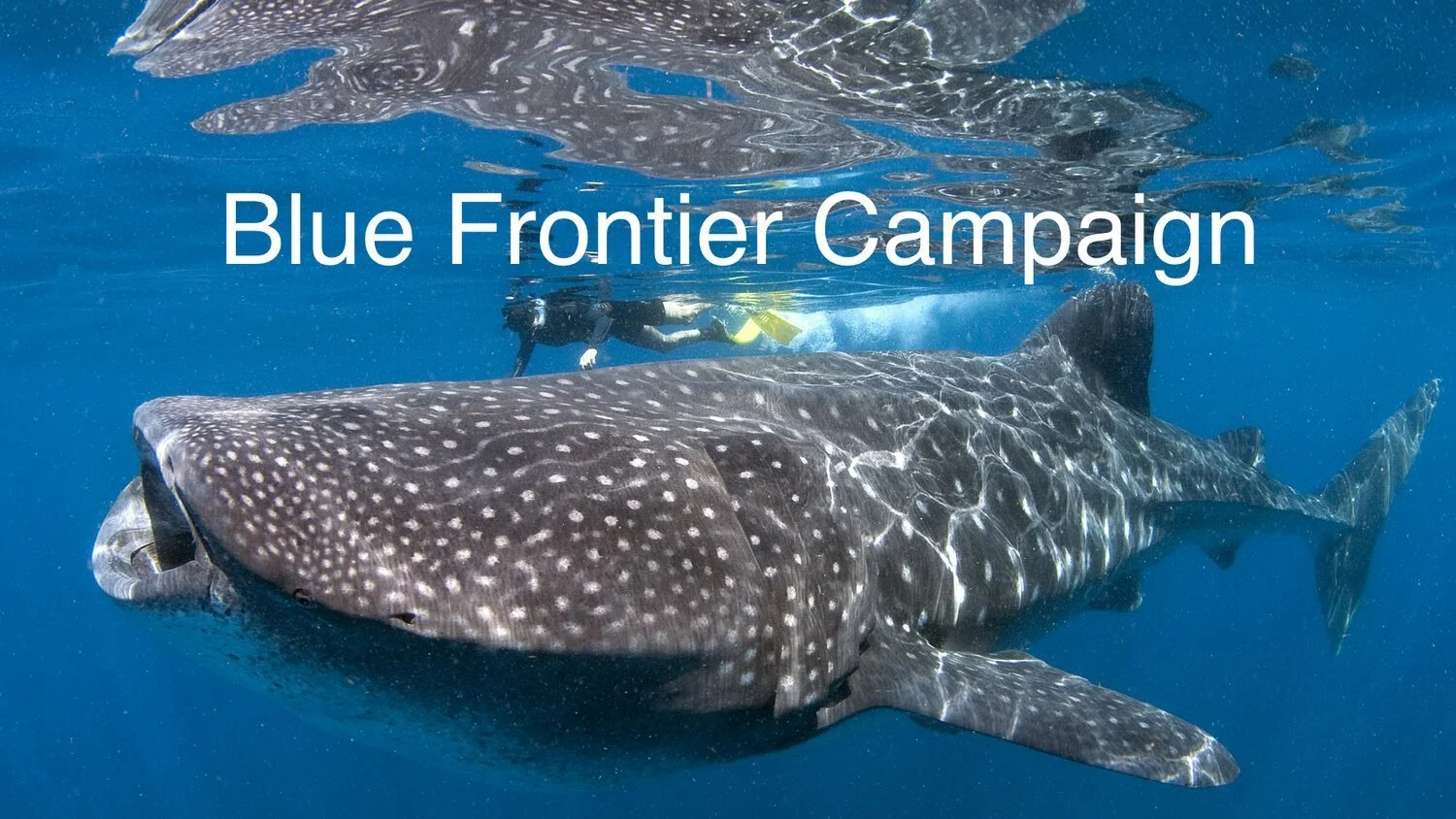 Rising Tide #51 - Blue Frontier Turns 20