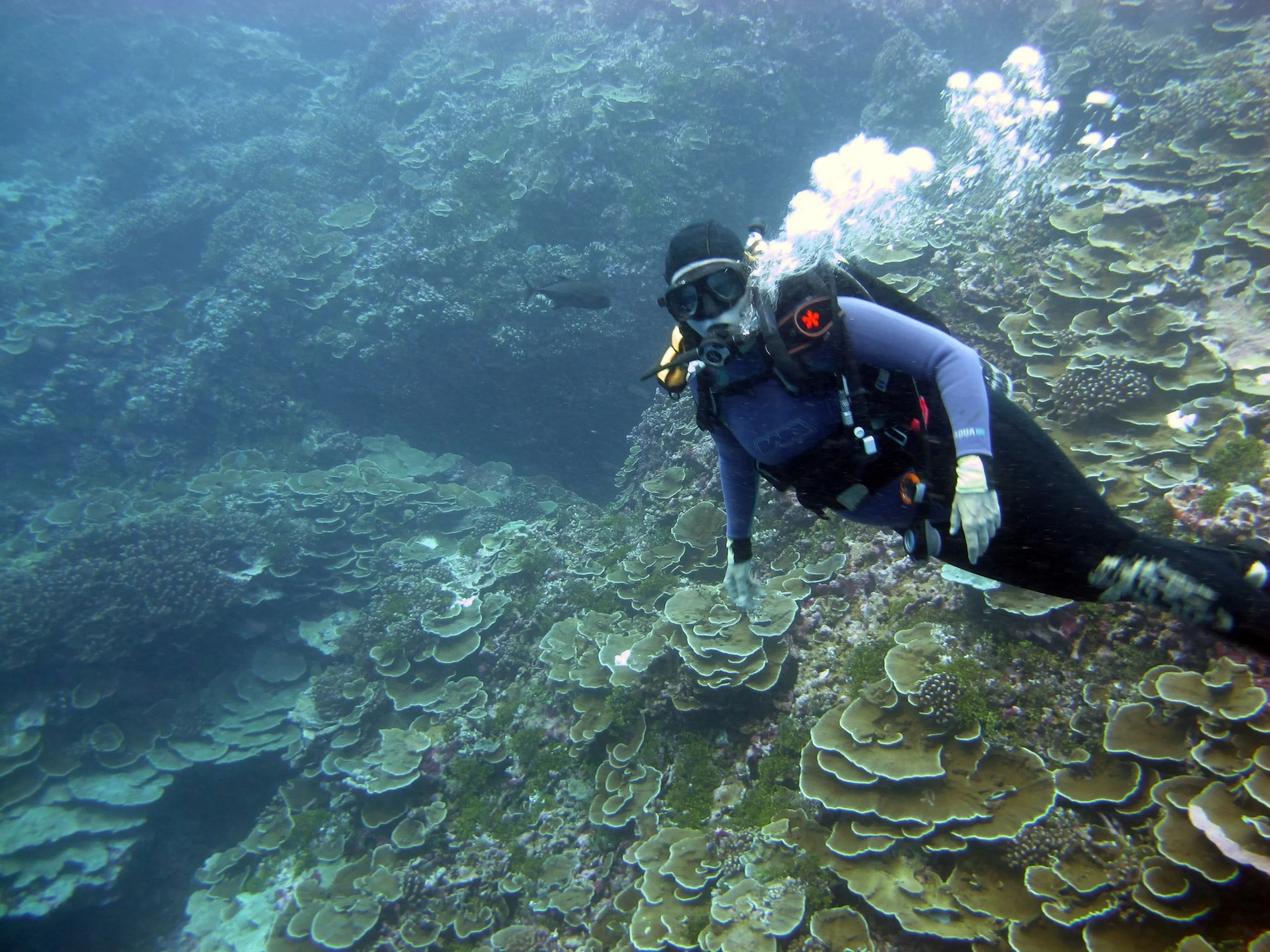 Rising Tide #66 - Nancy Knowlton’s Ocean Optimism