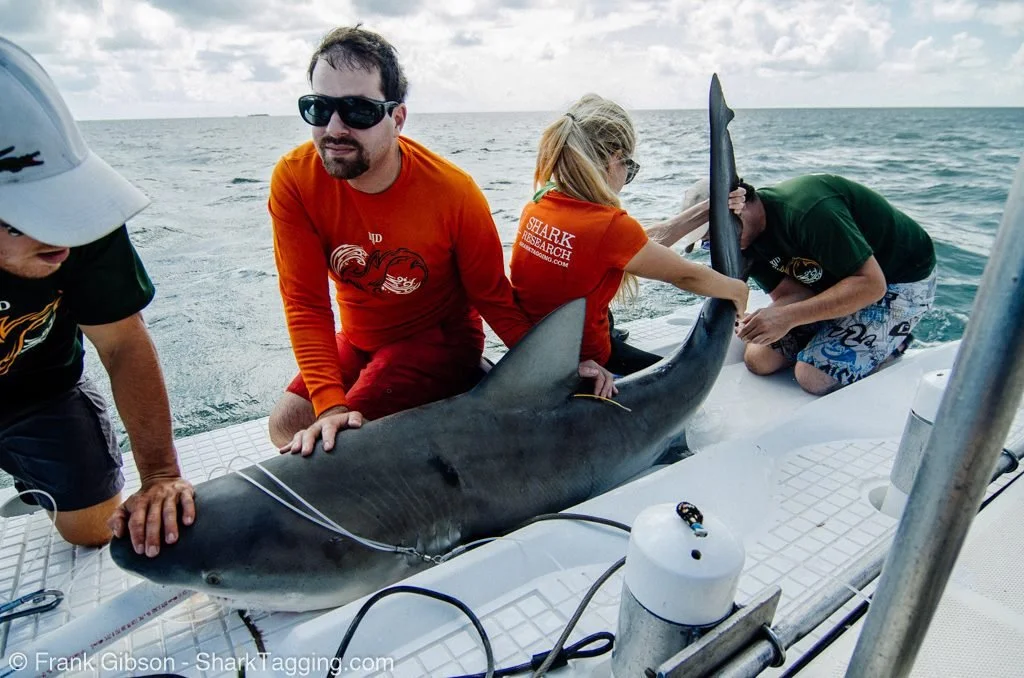 Rising Tide #76 - David Shiffman’s Sharks