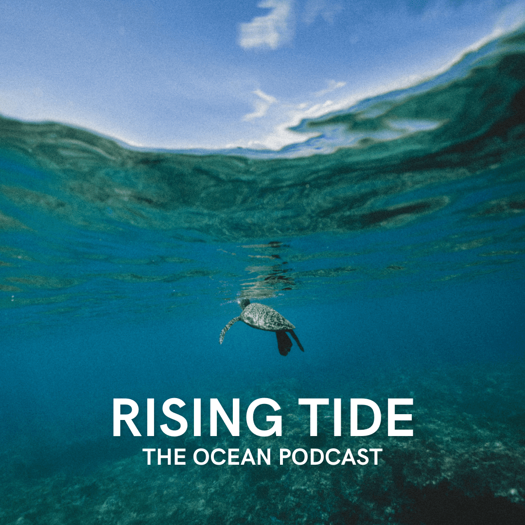 Whales, Waves, and Wonders: The Best Ocean Voices of 2024