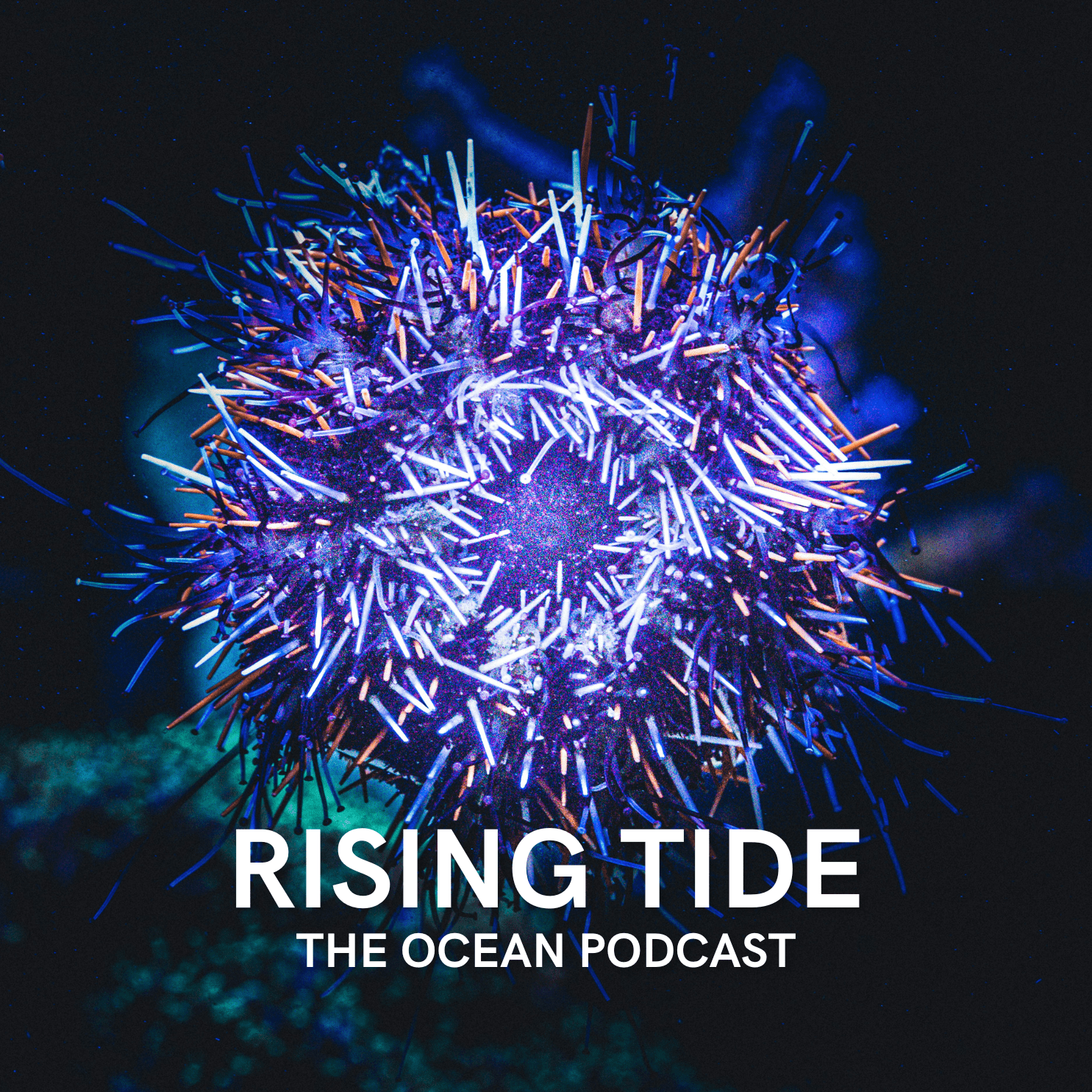 Restoring the Underwater Forest: Tom Ford's Kelp Crusade