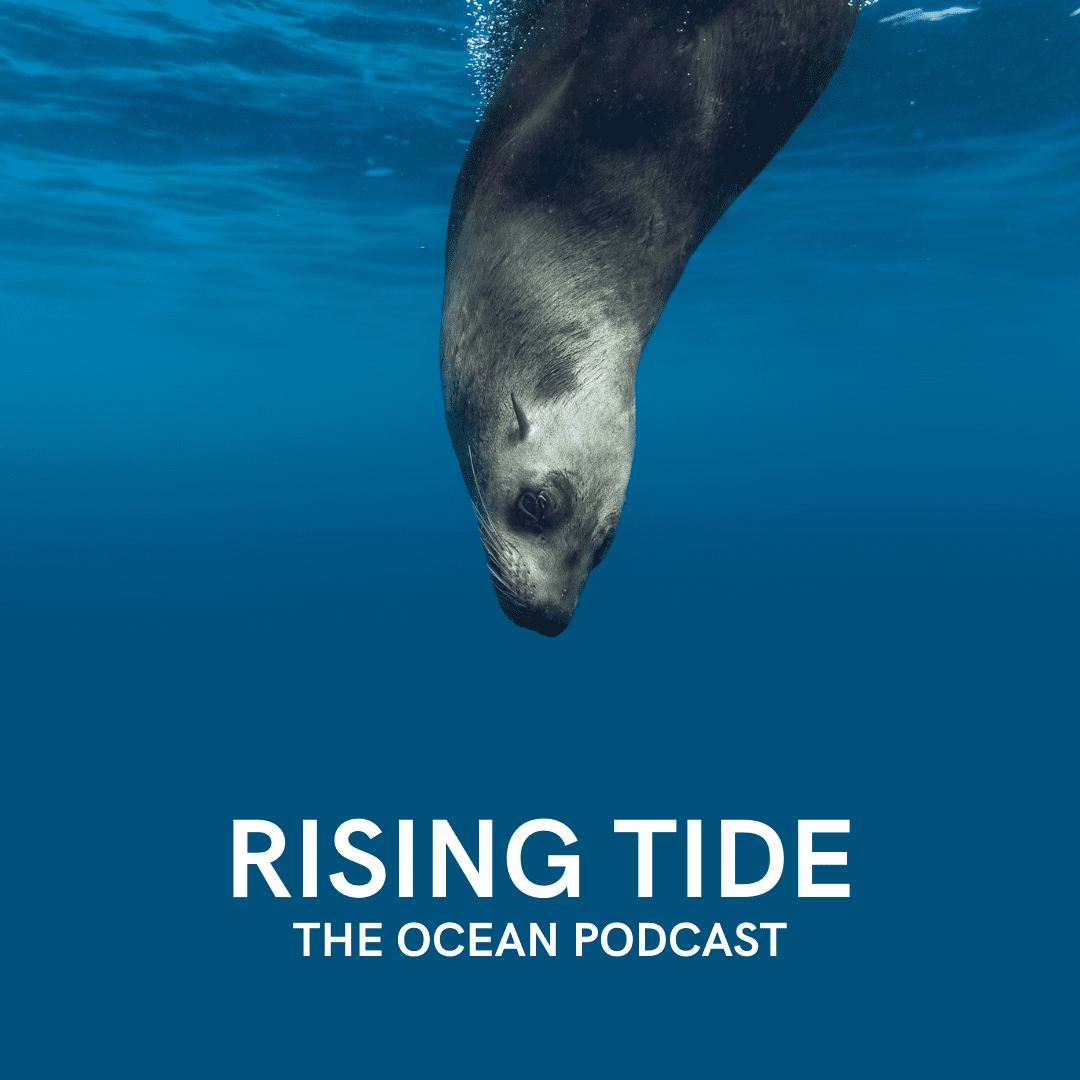 Kirsten Donald — A Voice for the Ocean's Mammals