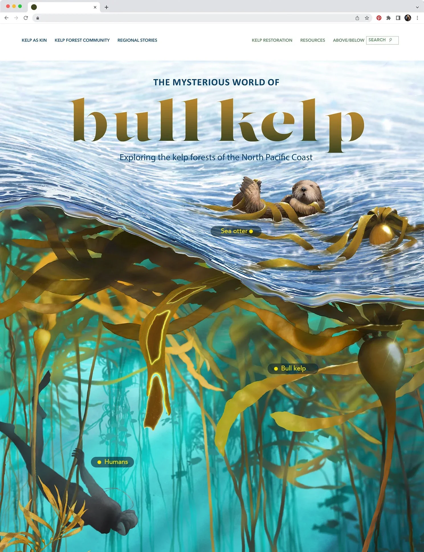 Mysterious World of Bull Kelp