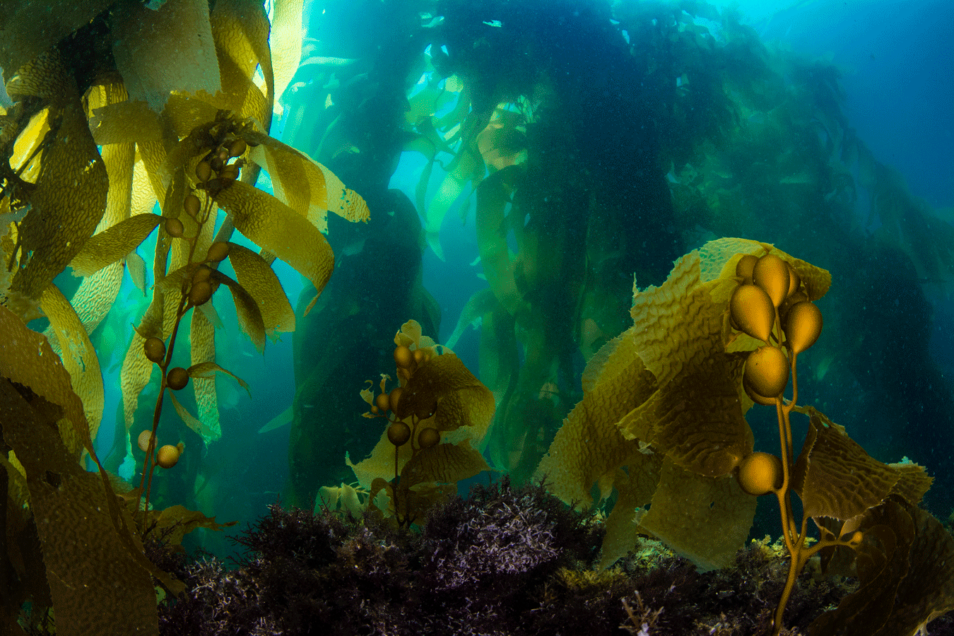 Join the Kelp Challenge