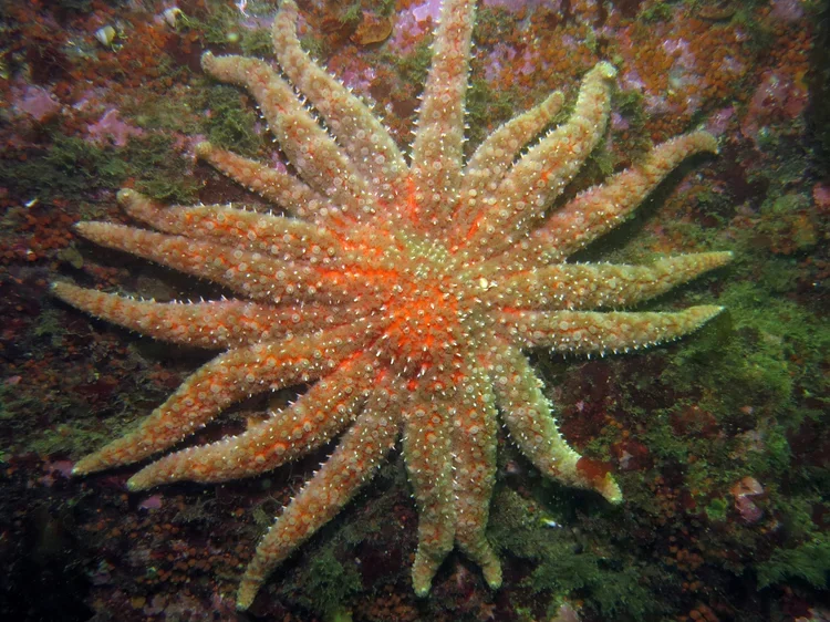Solstice Sea Star Search