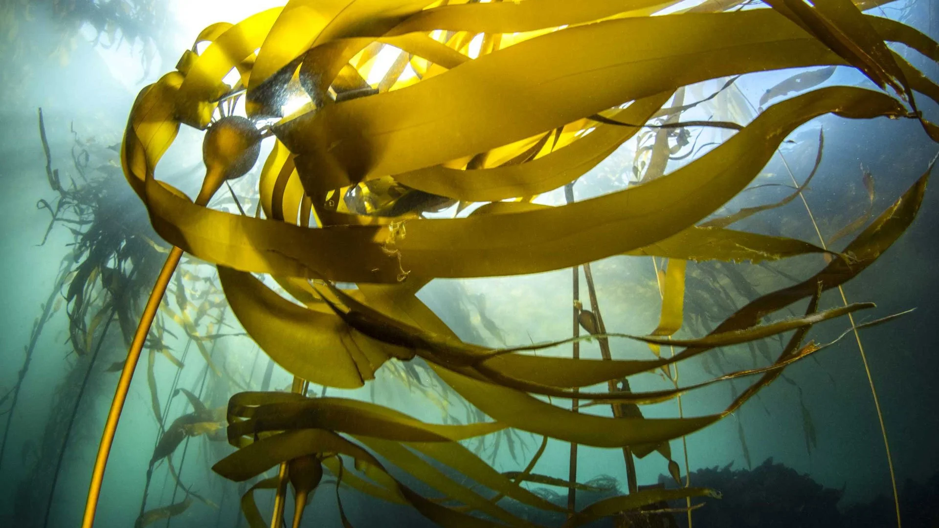 North Coast Kelpfest