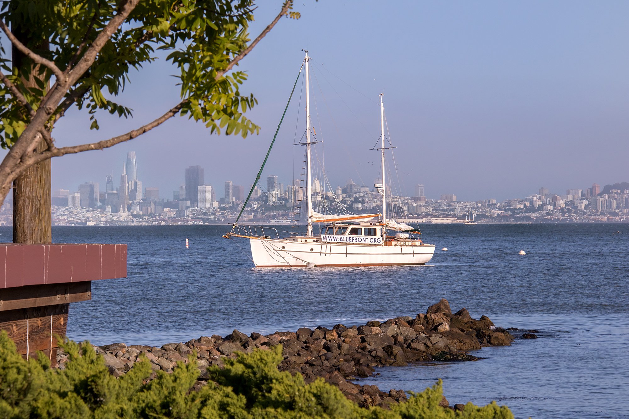 A sailboat near the rocky shoreline of San Francisco with the city skyline in the background and a tree in the foreground.