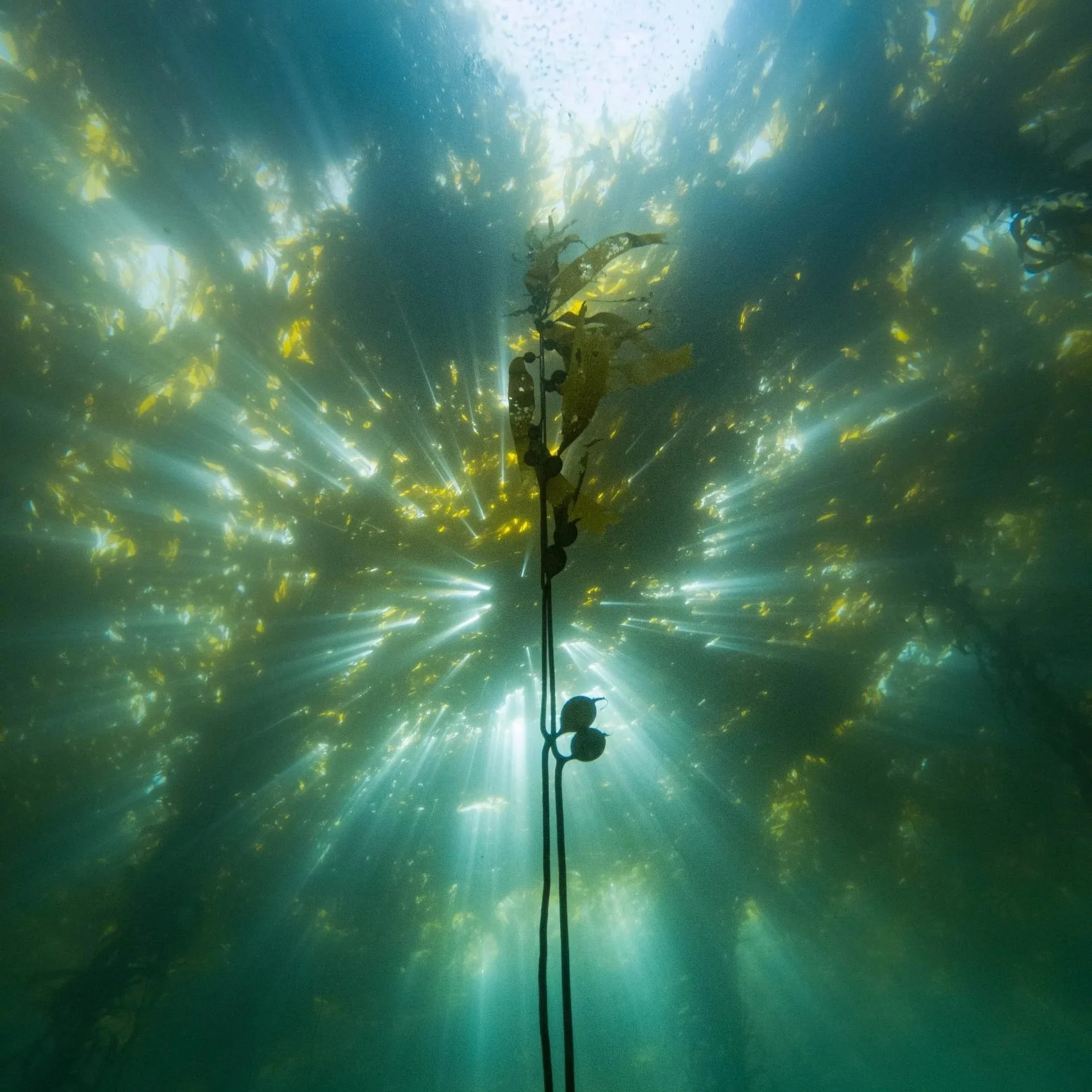 Post-Blob, California’s kelp crisis isn’t going away