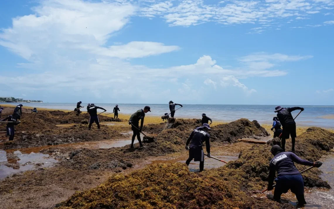It’s Not Your Imagination. Seaweed Is Everywhere.