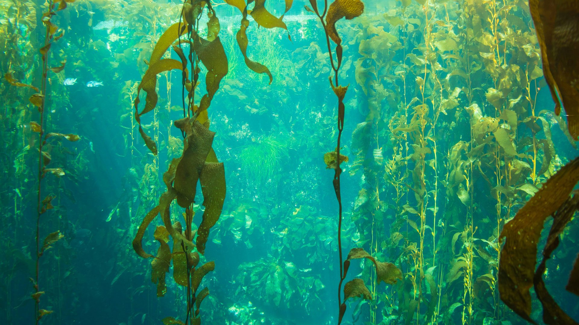 2026 California Ocean Summit