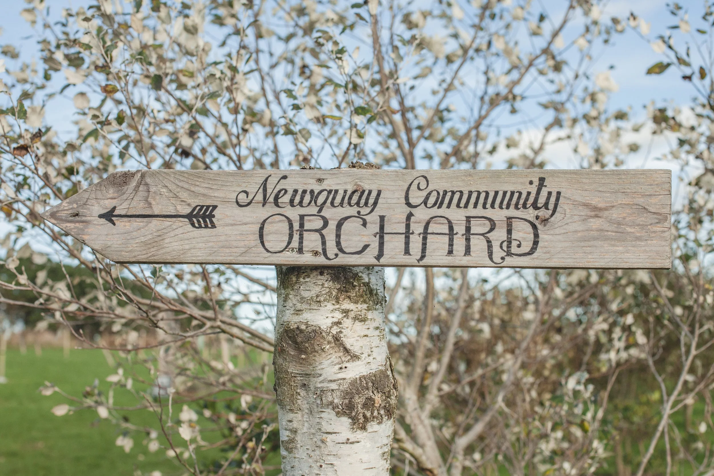 Pippa's Newquay Orchard Photos 2019 (37).jpg