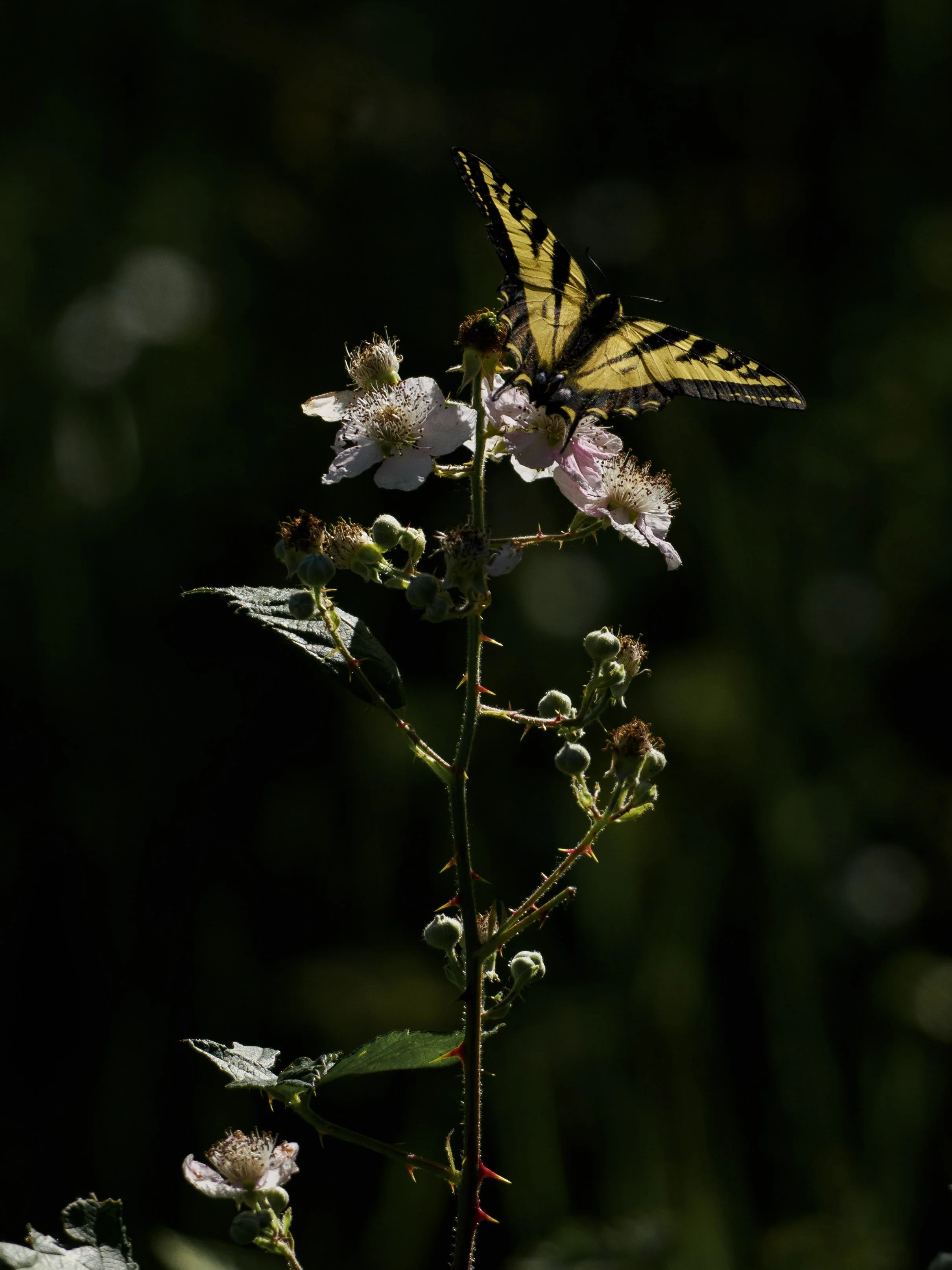 Western Tiger Swallowtail