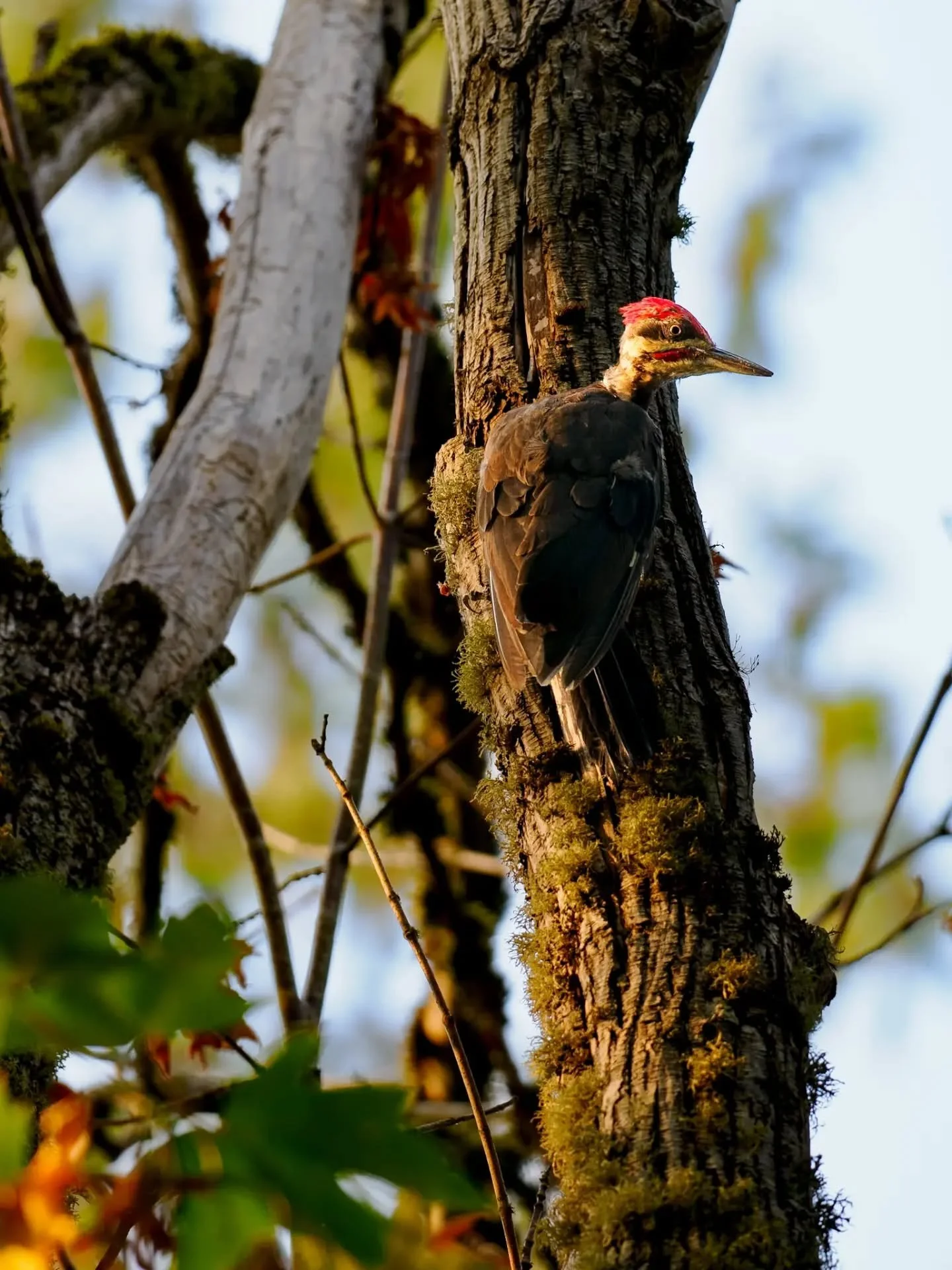 Some I like from the last few days. Thanks for looking!

#nature #birdphotography