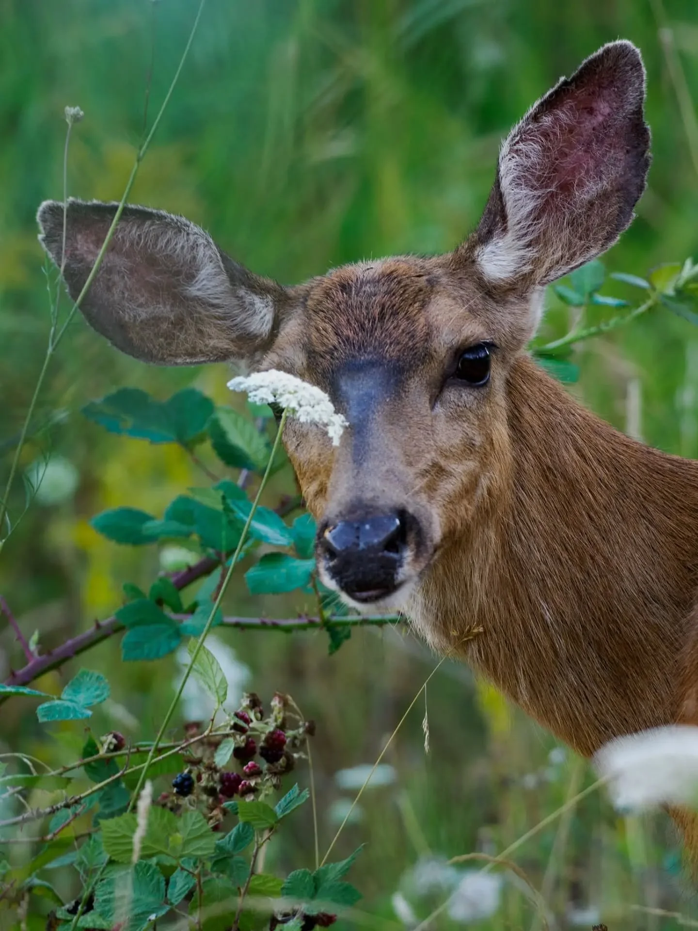 Just some neighborhood deer portraits. They enjoy the blackberries as much as I do.

#deer #wildlife