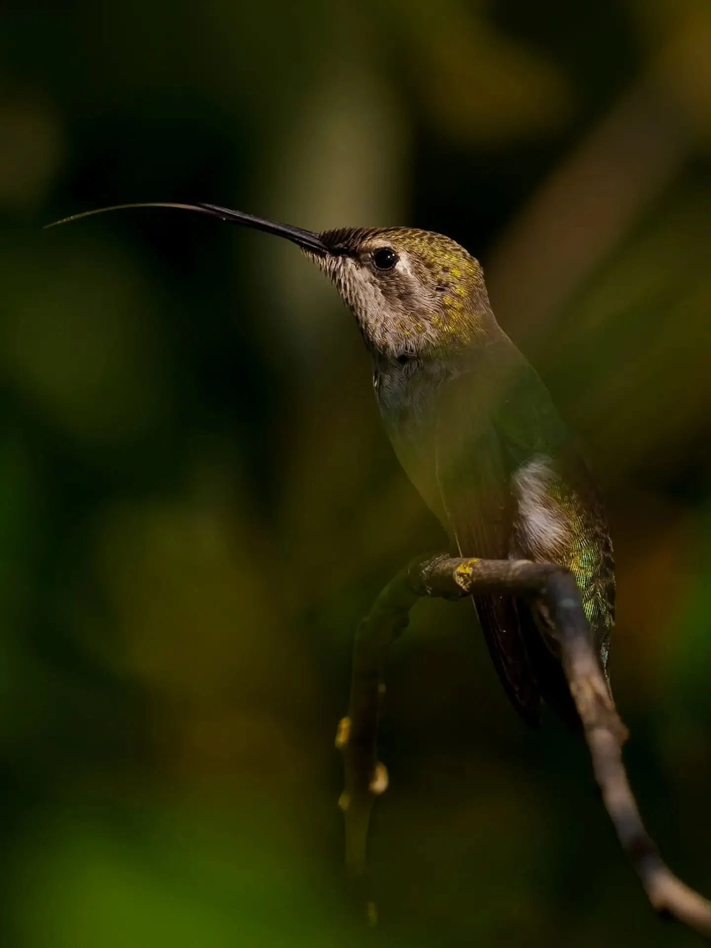 An Anna's Hummingbird showing their needle-like tongue. Hoping to see some today with air quality improving here in Western Washington.

#hummingbird #birding