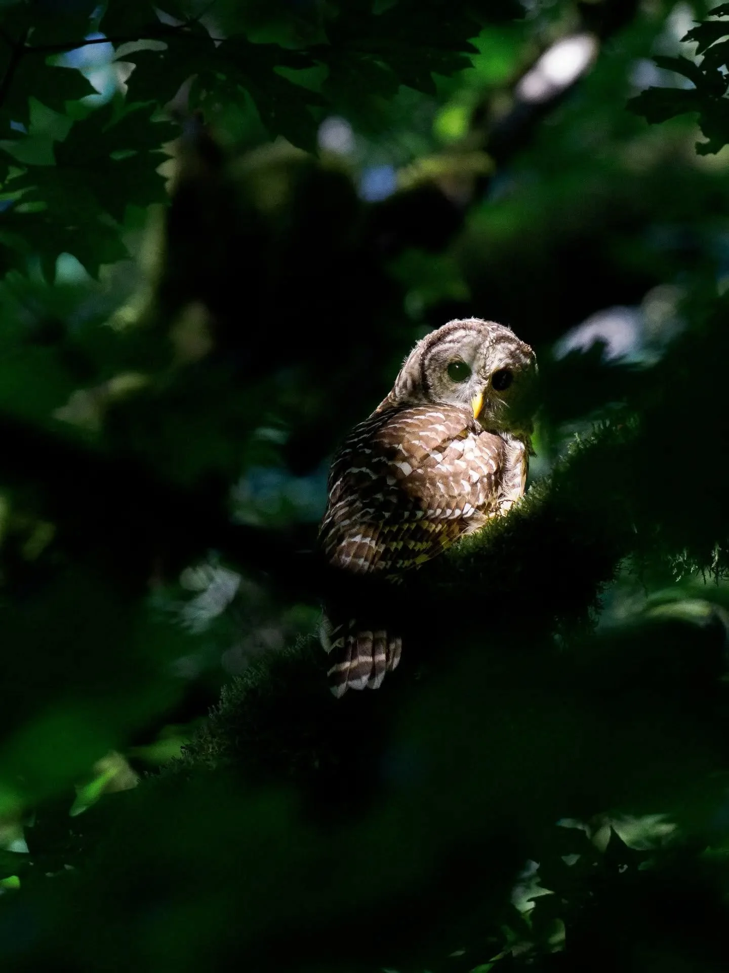 I was aware of the owl, it was aware of me. Happy Owl Awareness day. Photo from 8/1/2026

#owl #birdphotograph&yacute;