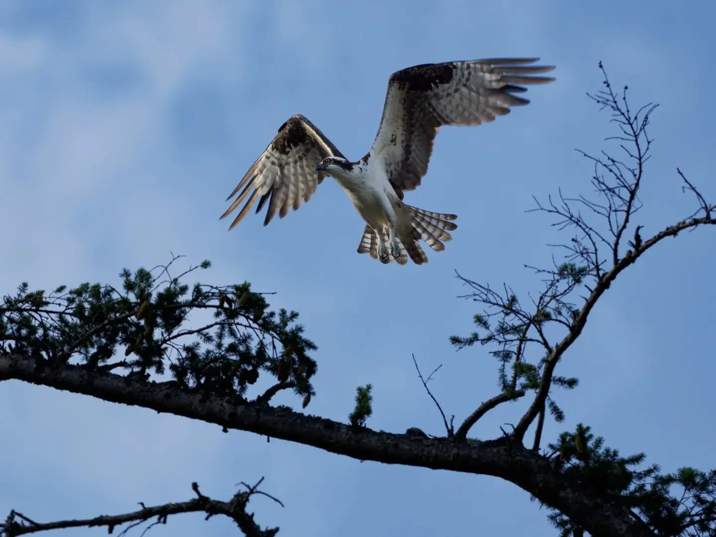 Blue sky and things that fly. Osprey, Great Blue Heron, Kingfisher, Dragonfly, US Navy Blue Angels 1,2,3&amp;4. 

#washingtonstate #osprey #issaquah