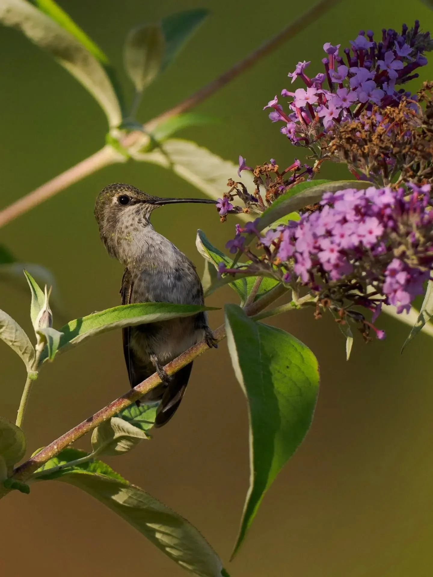 Trying to get after the Anna's Hummingbirds this month. Spent a lot of time staring at a bush waiting, which warranted some looks of curiosity. Here are some of my pictures. Thanks for looking! 

#annashummingbird #birdingphotography #birding