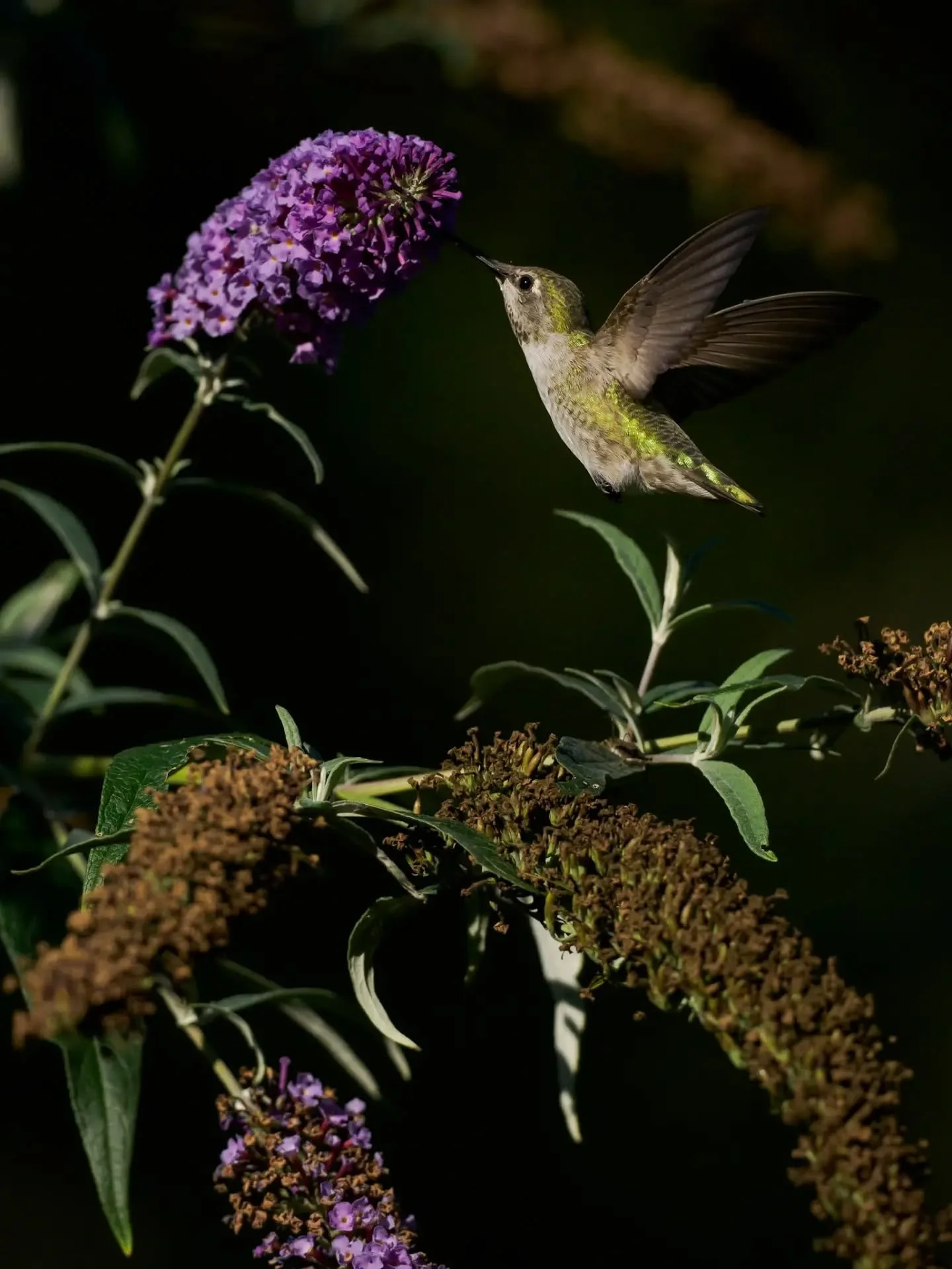 My favorite spot for Anna's Hummingbirds is on the way out. I've tried to make the most of it and it's been a bit of a love/hate relationship with lots of time solitary, staring and waiting. When they arrive though, they provide more joy than any oth