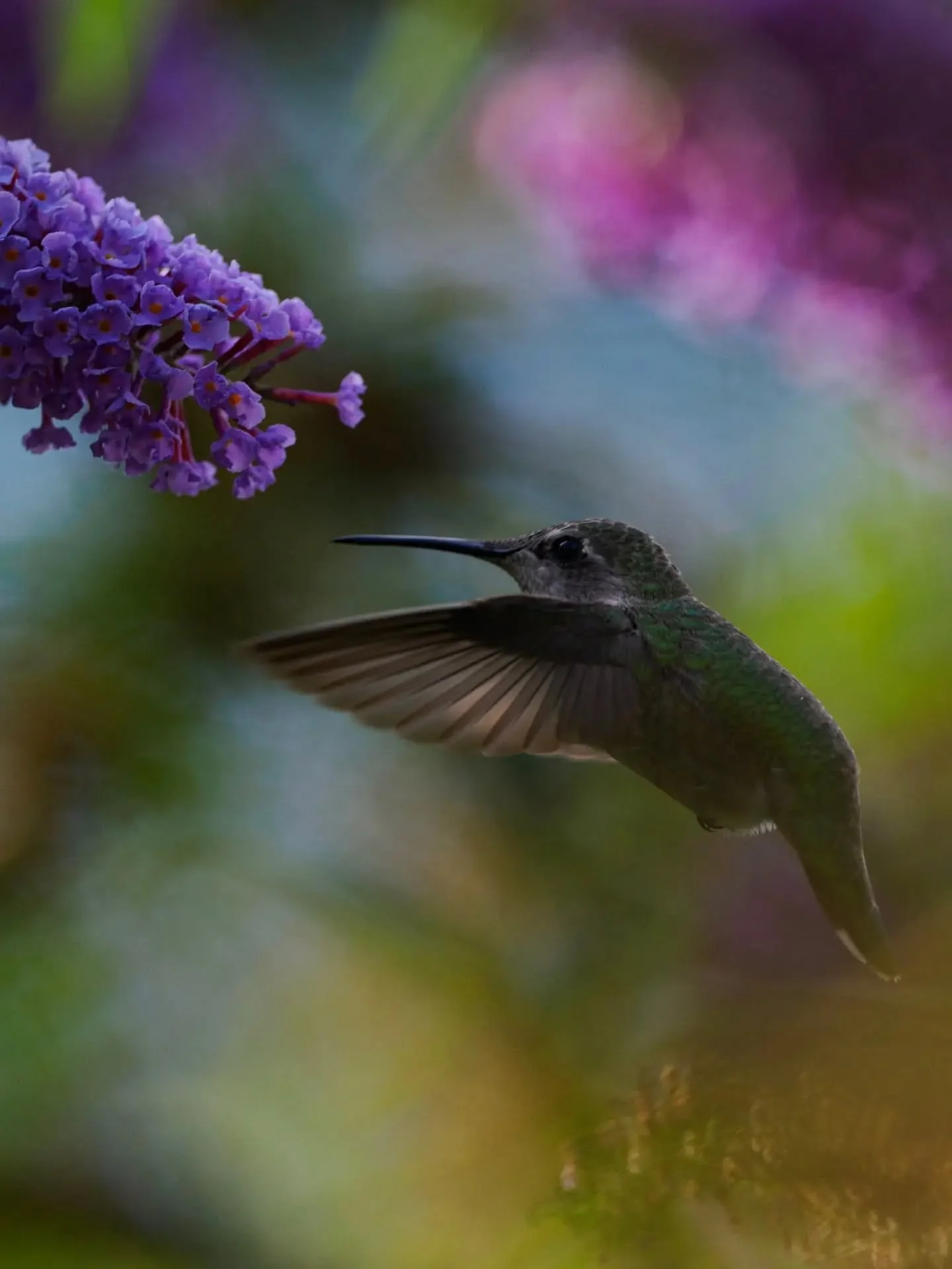 More hummingbirds from this month. Flowers are slowly withering and light is harder to find but I'm still showing up and having some luck. Thanks for looking!
Om-1 mk1, OM 300mm F4

#hummingbird #audobonsociety #birdwatching #omsystem