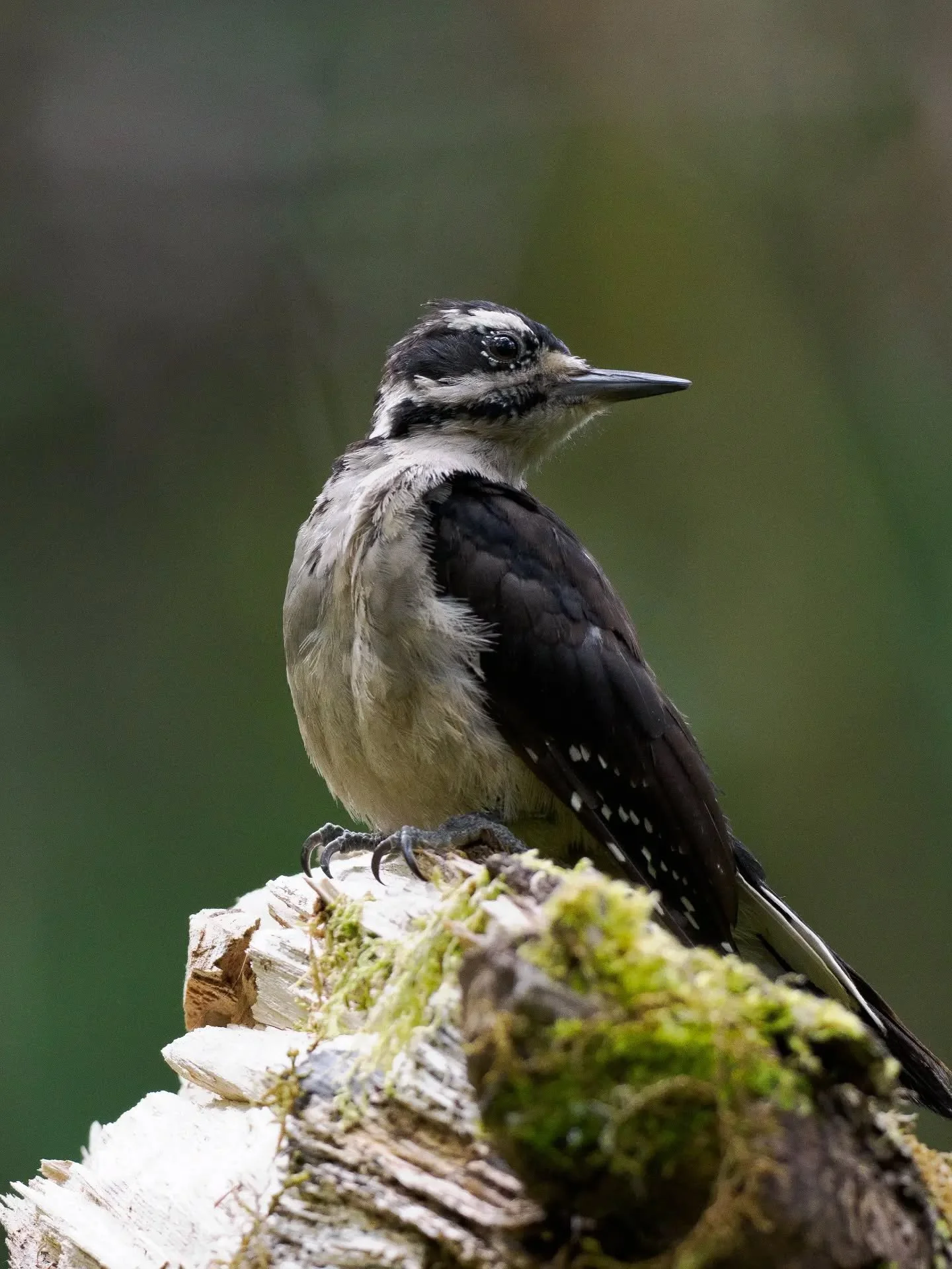 A female Hairy Woodpecker who was within a few feet for about 5-minutes under tree cover; taken on an overcast day last month. Out of all the woodpecker varieties, the Downy and Hairy don't seem to mind the camera whereas the Flicker, Pileated, and R