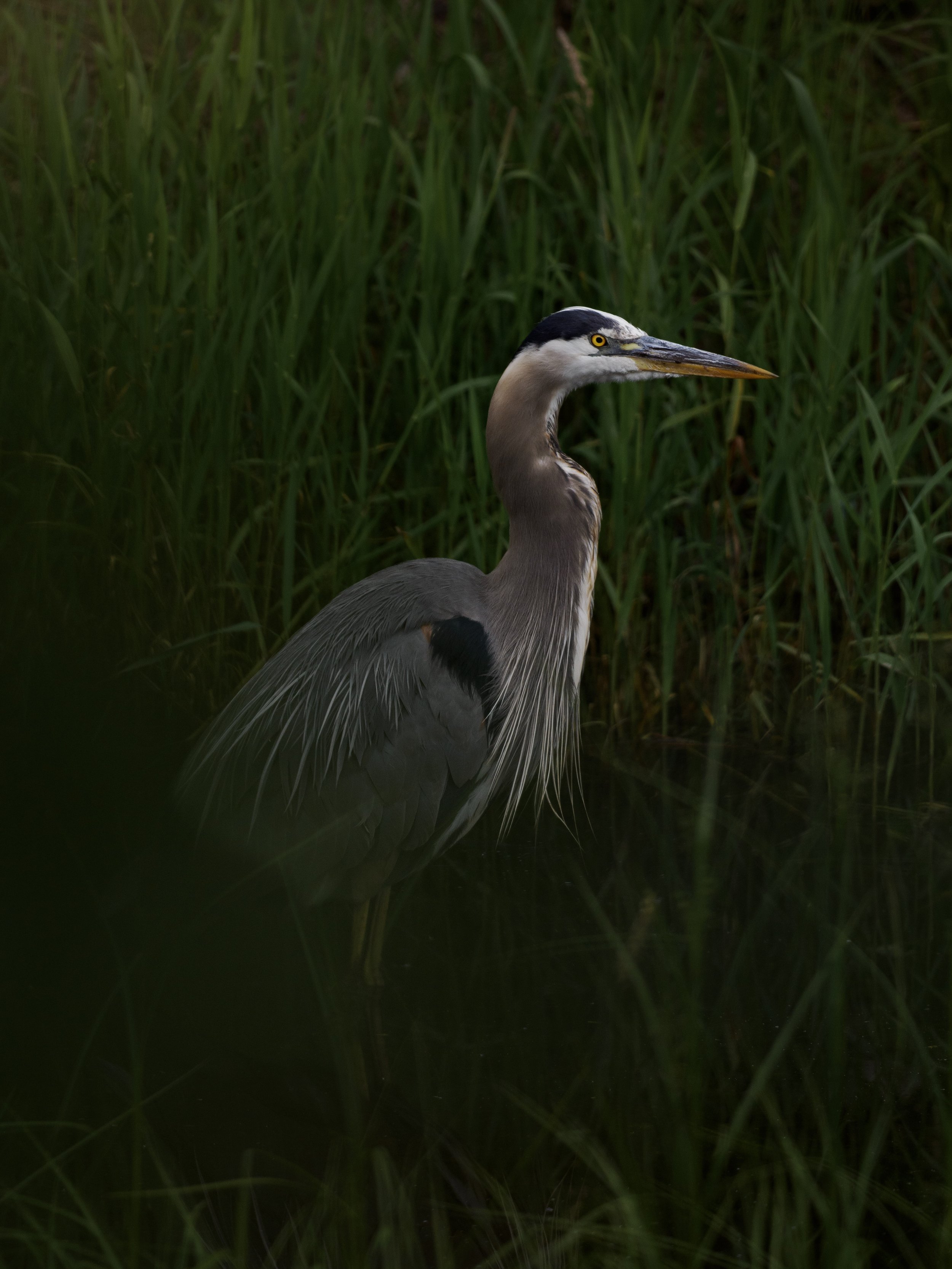 Great Blue Heron