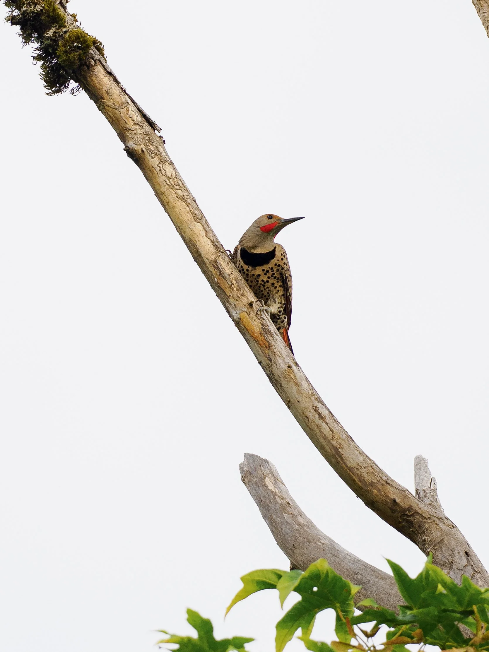 Northern Flicker