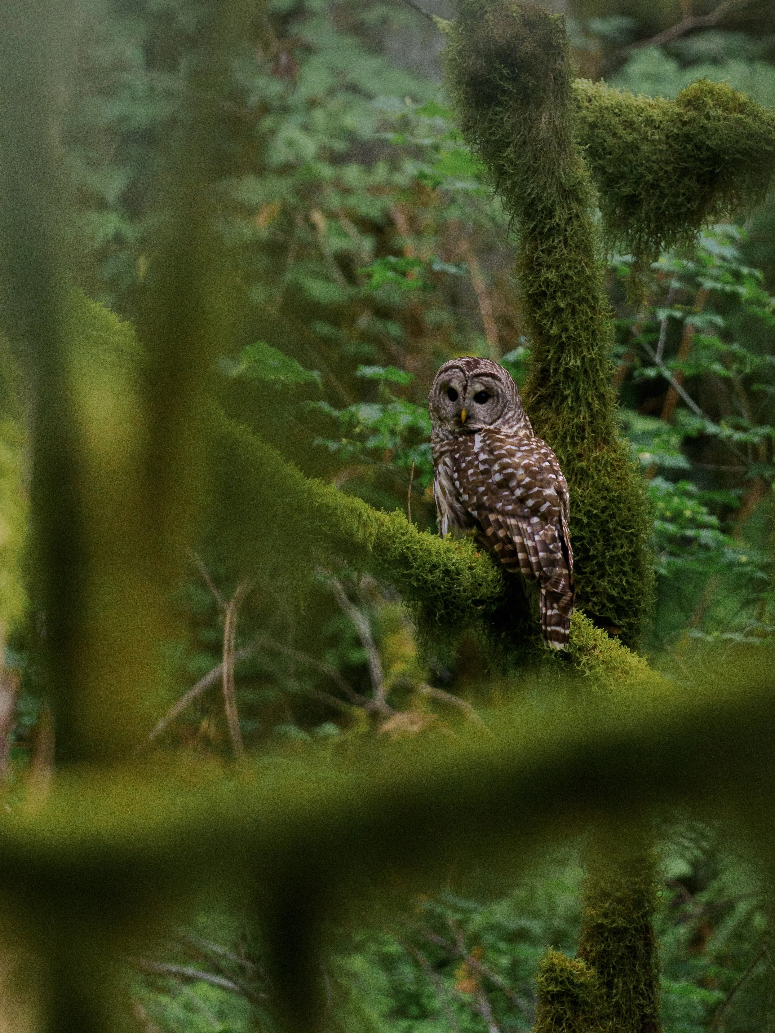Barred Owl