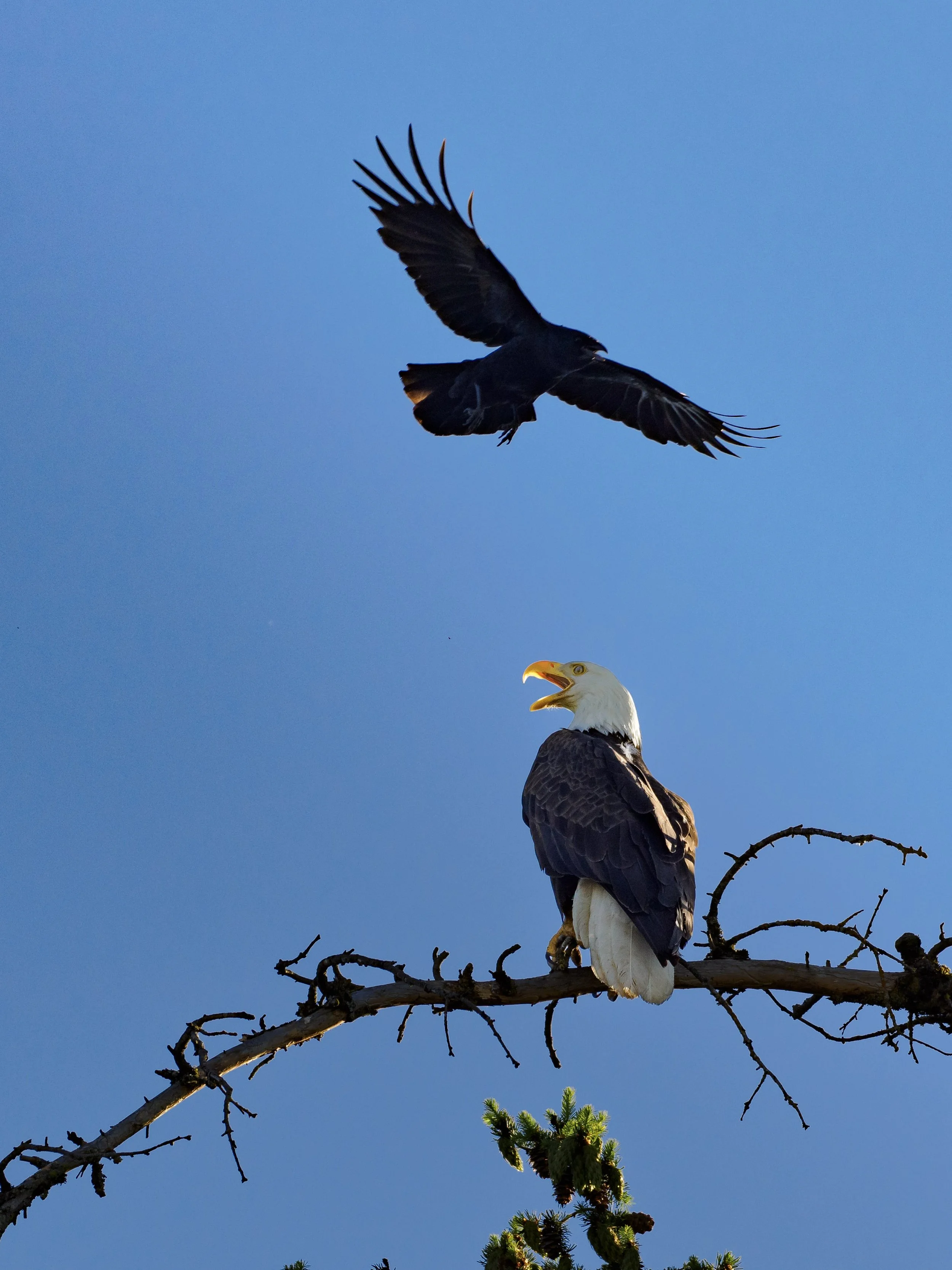 Bald Eagle + Crow