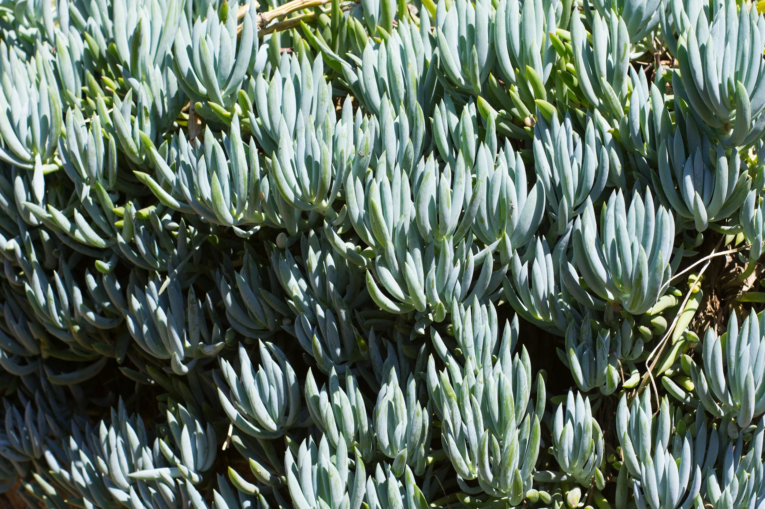 Succulent plants in a cool blue green clustered together in a lush formation
