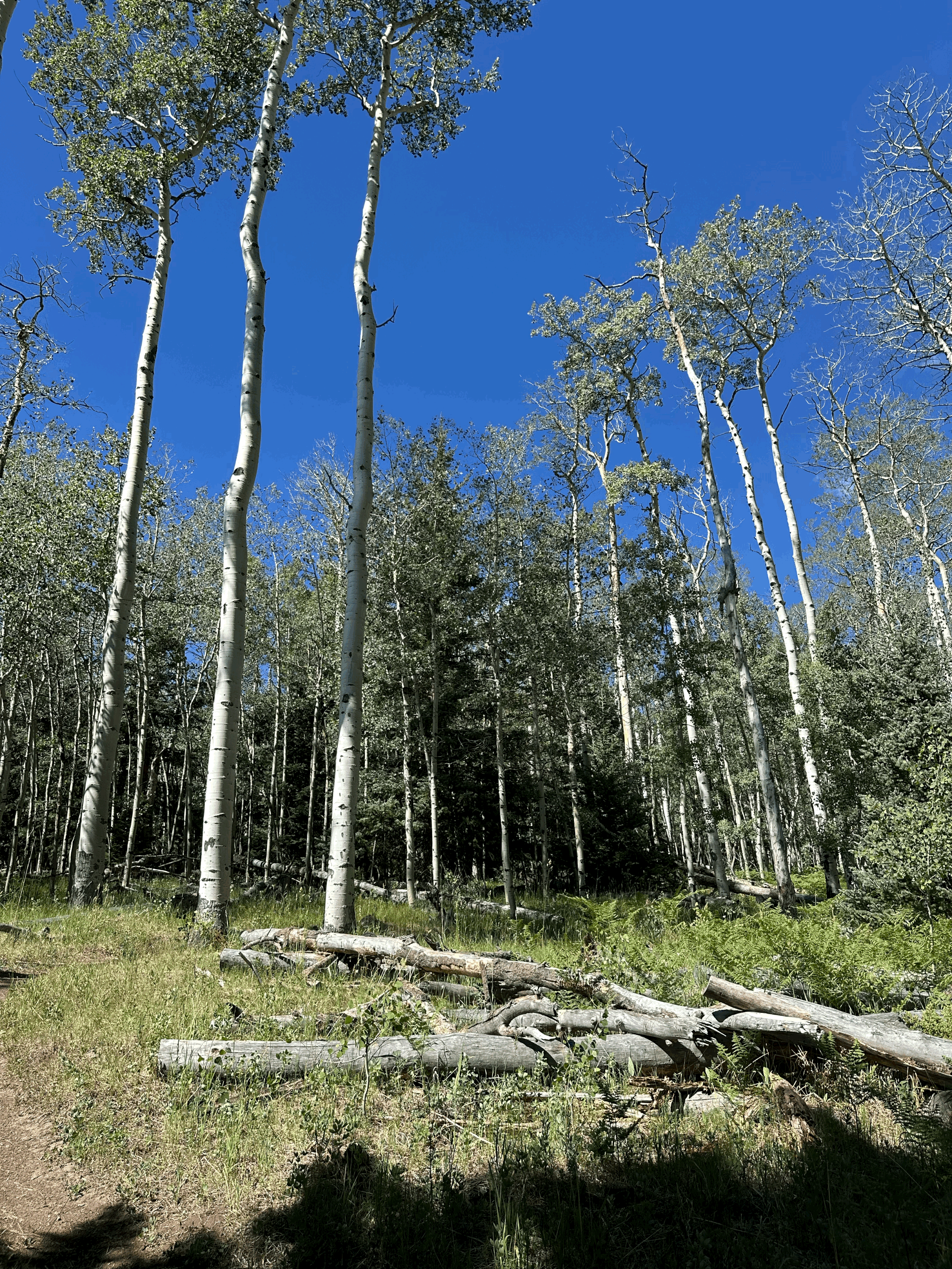 Mountain Real Estate Appraisal