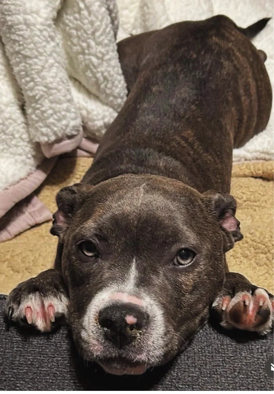 A puppy resting its head on a person's lap with paws on the person's leg, lying on a carpet near a blanket and furniture.