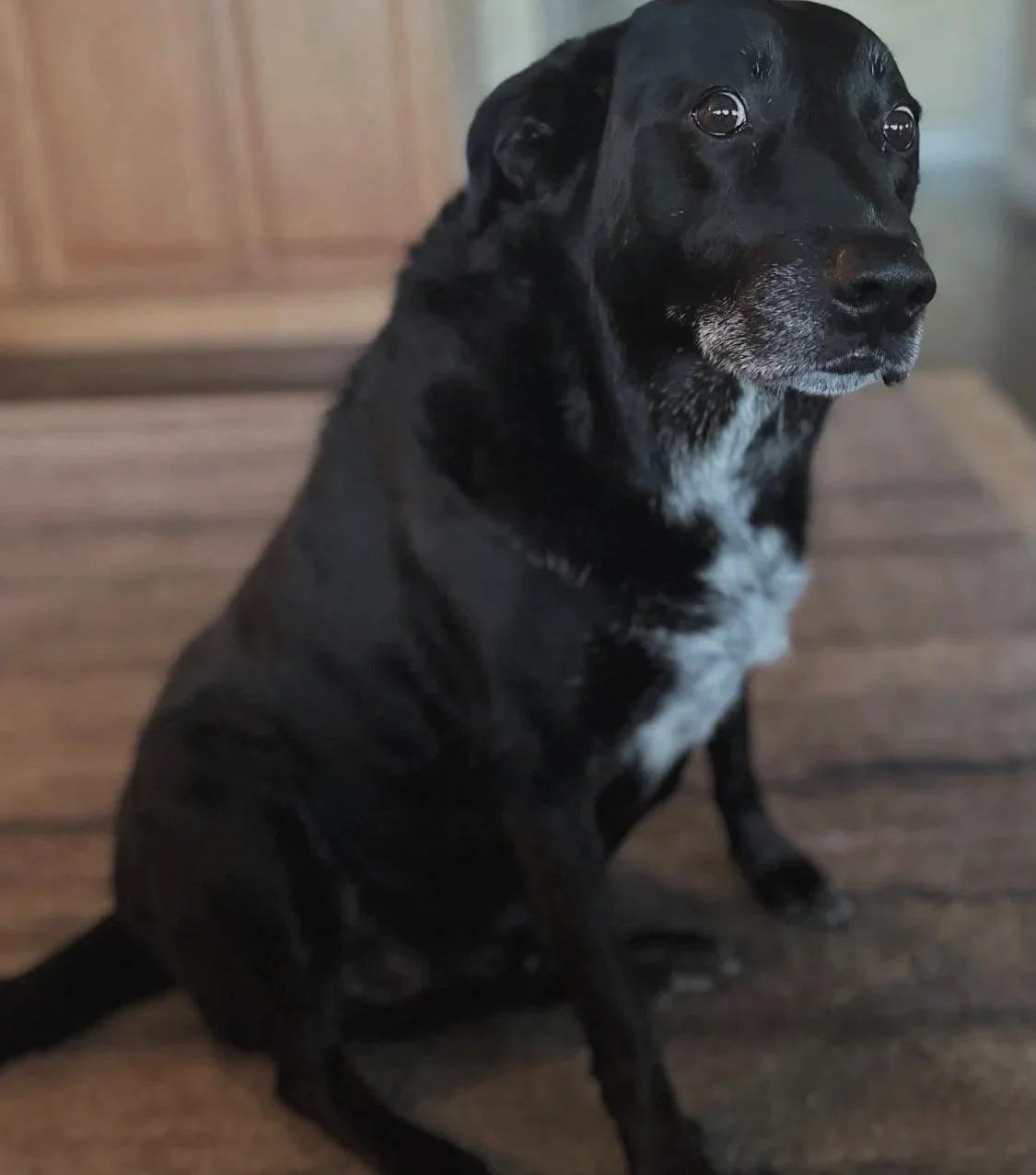 A black dog with some white markings sitting on a wooden floor indoors with a wooden cabinet in the background, looking to the right.