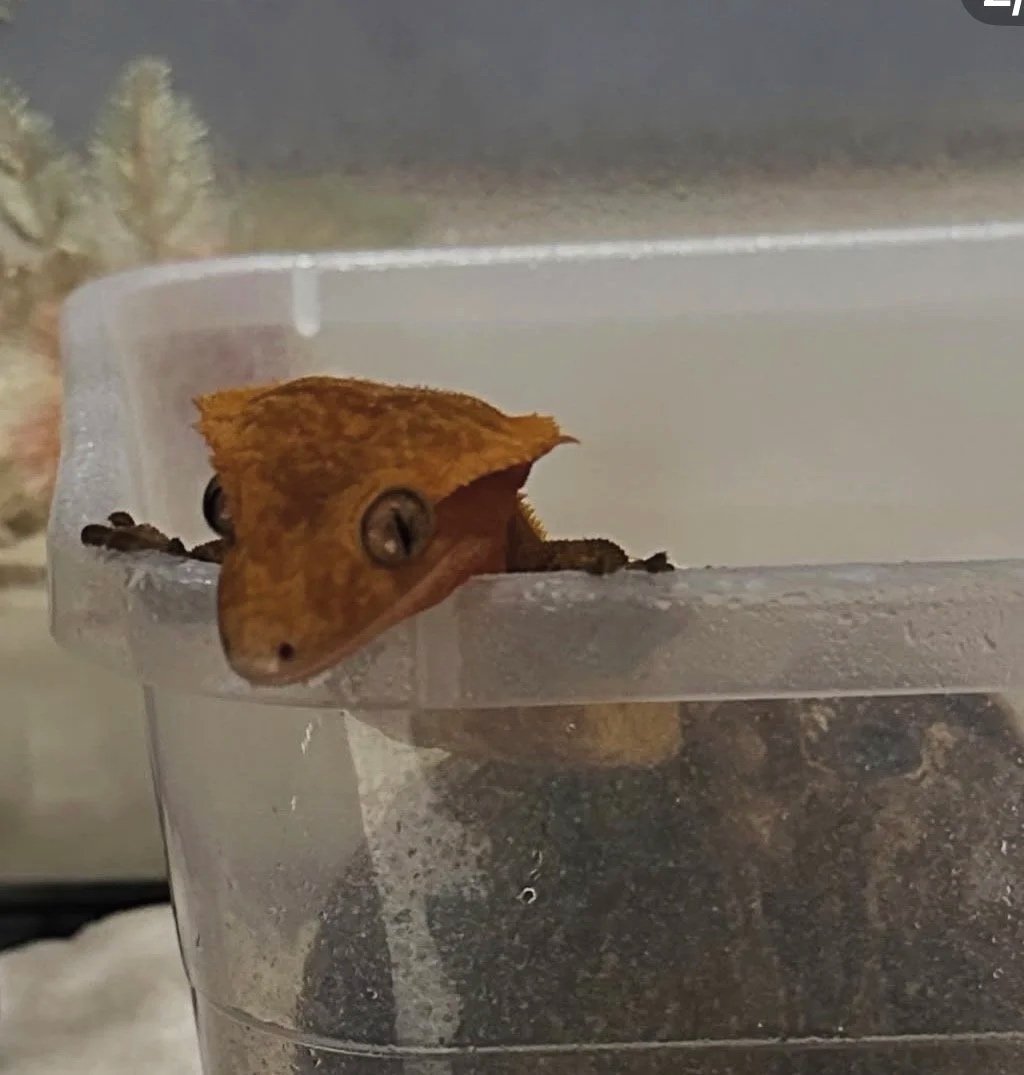 A small brown gecko with large eyes peeking out from underneath a clear plastic container.