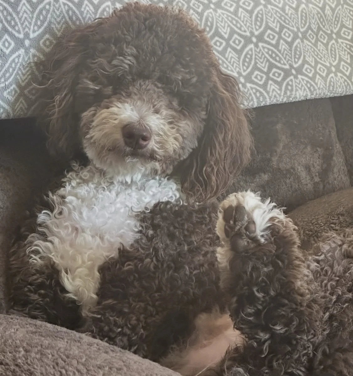 A brown and white curly-haired dog, possibly a poodle, sitting on a couch with two of its puppies, also curly-haired. One puppy is lying on its back showing its paws and face, while the other is partially visible next to the adult dog.