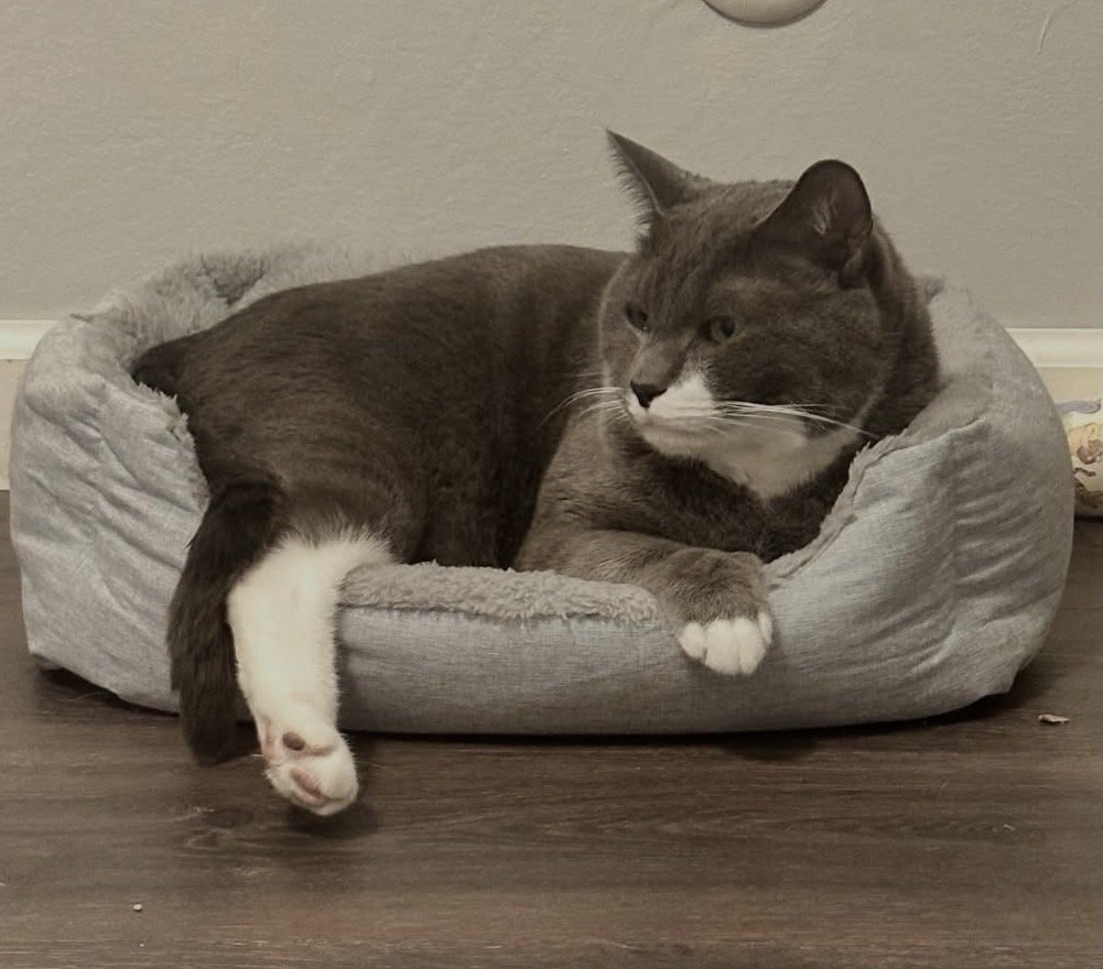 Gray and white cat lying in a soft, gray pet bed on a wooden floor.