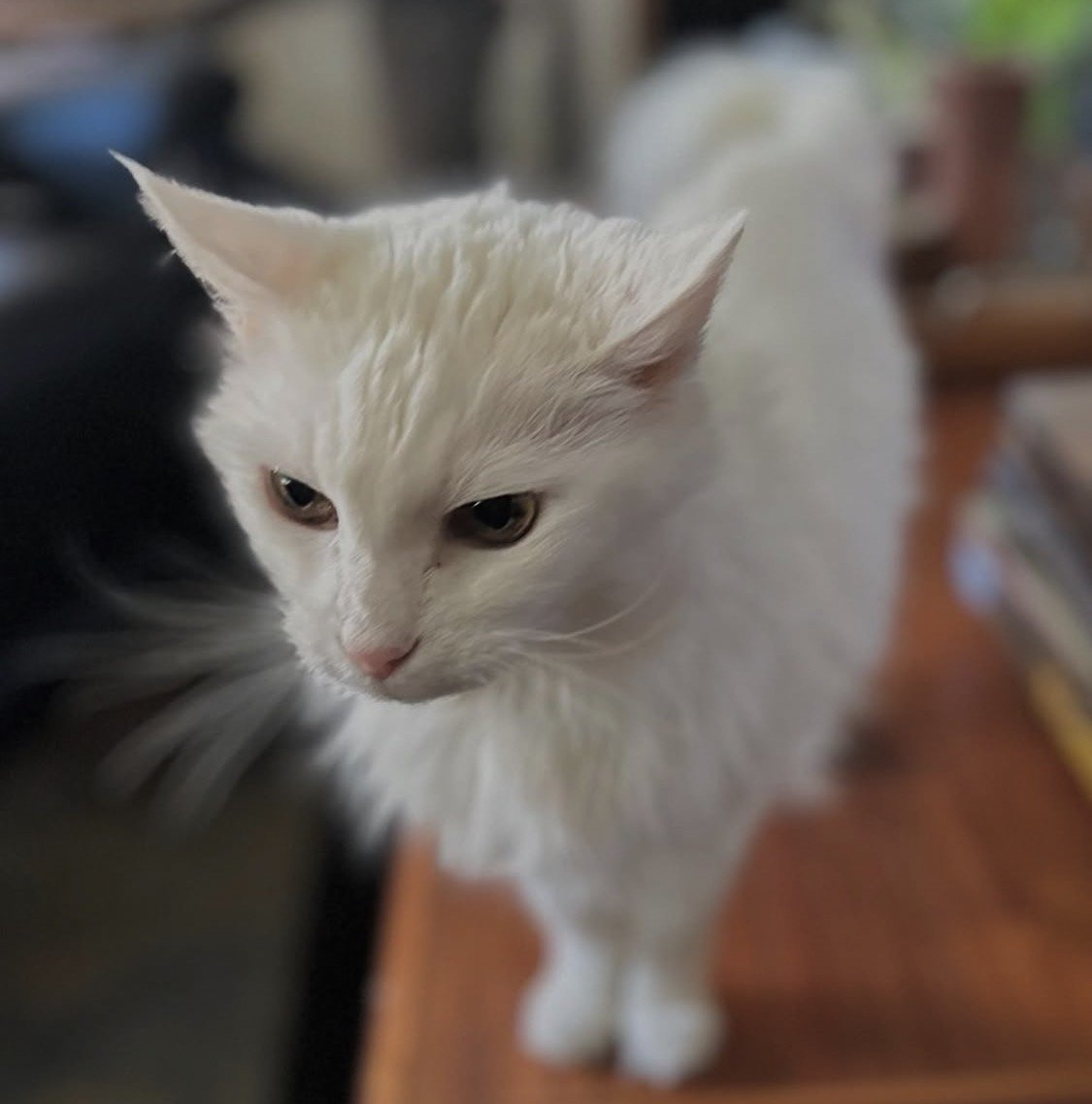 Close-up of a white cat with piercing eyes and pink nose, standing indoors.