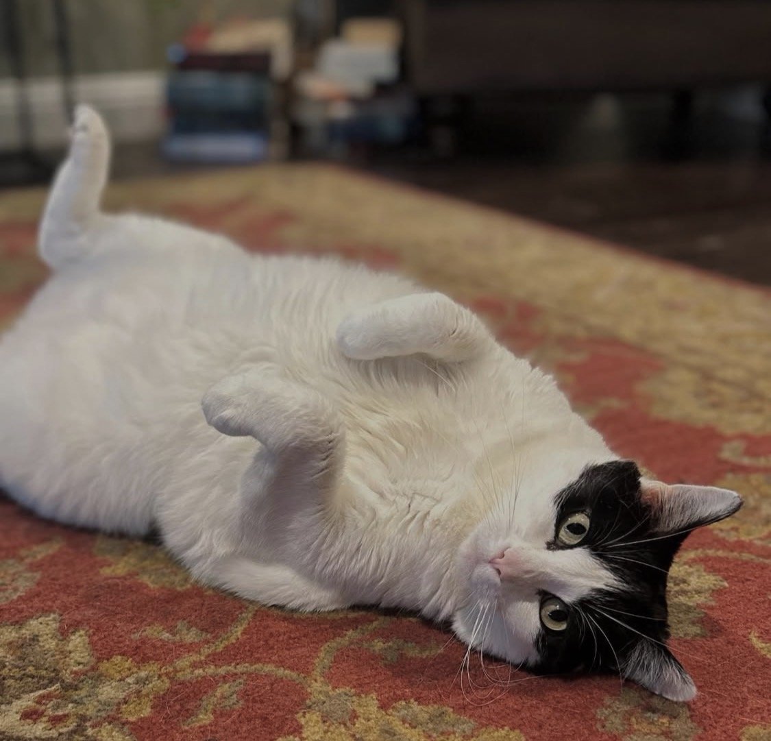 A black and white cat lying on its back on a red and orange patterned rug with a stack of books and furniture in the background.