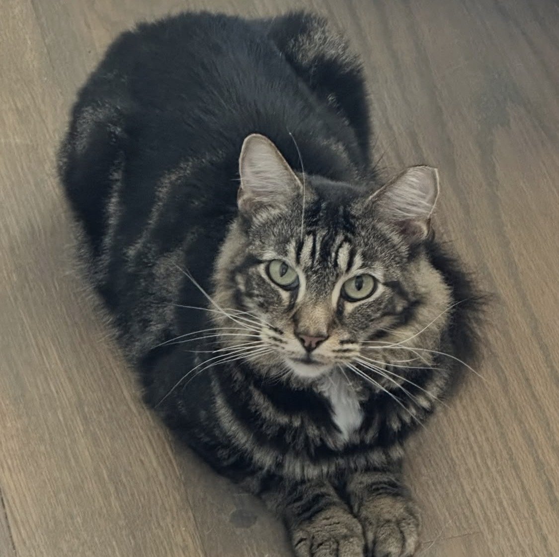 A tabby cat with green eyes lying on a wooden floor, looking up.