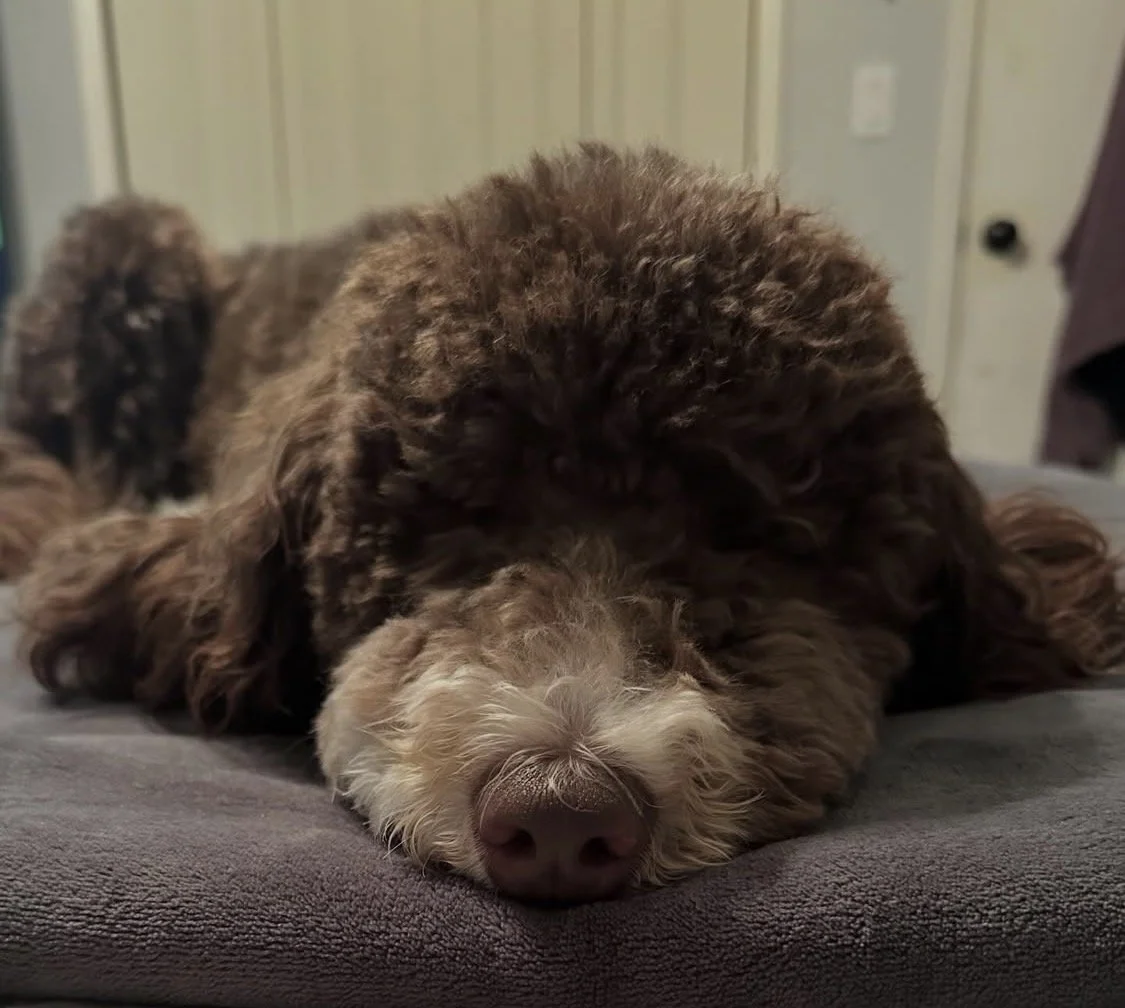 Close-up of a brown curly-haired dog sleeping on a gray surface with its nose close to the camera.