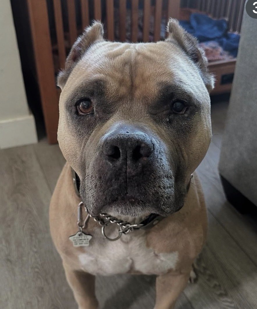 A close-up of a tan and black American Bully dog sitting indoors, looking directly at the camera with a serious expression.