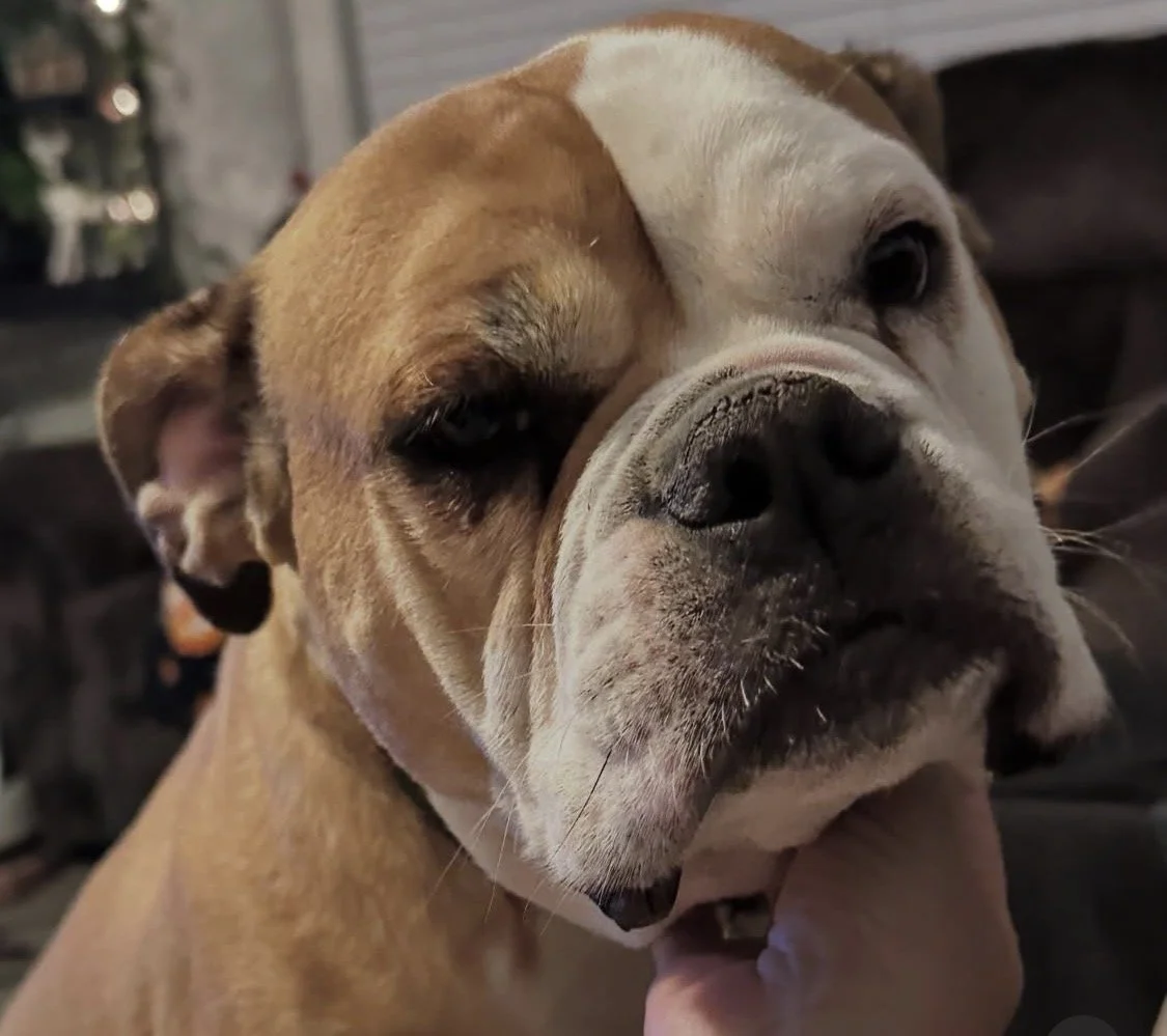 Close-up of an adult bulldog with a wrinkled face, dark eyes, and a brown and white coat, looking relaxed.