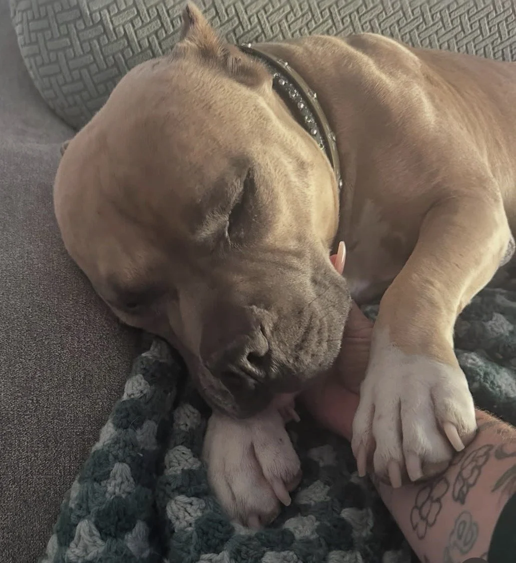 A sleeping tan pitbull dog with a black collar lying on a couch, resting its head on a person's arm with tattoos.