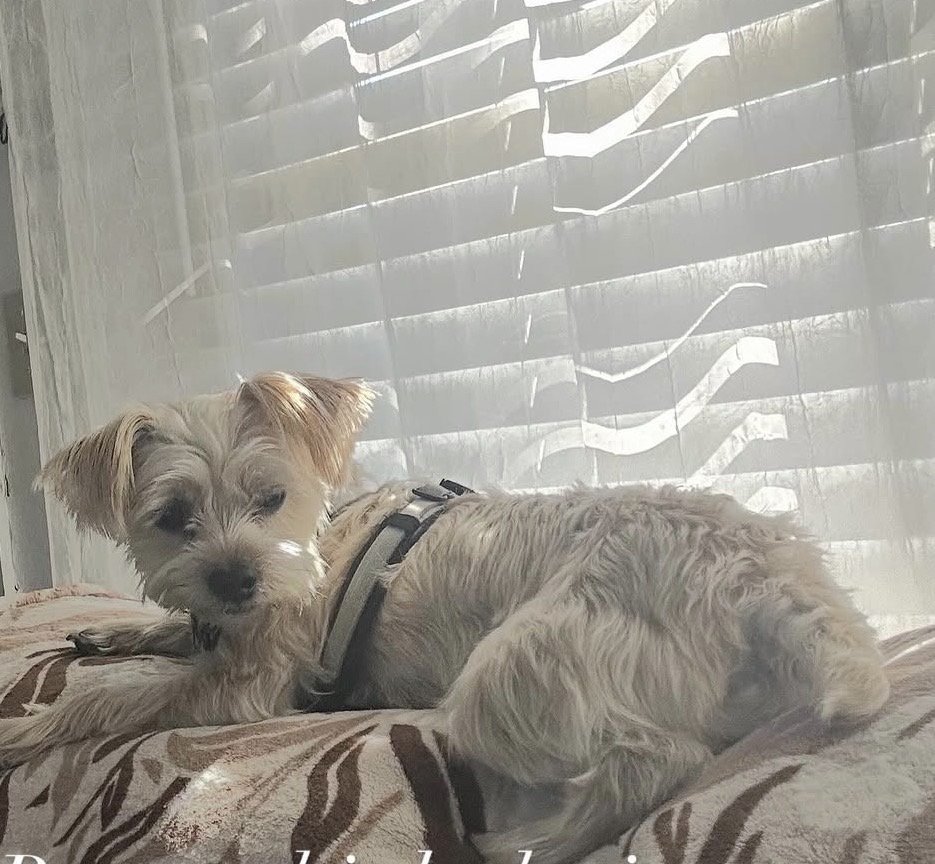 Small fluffy dog lying on a bed near a window with blinds.
