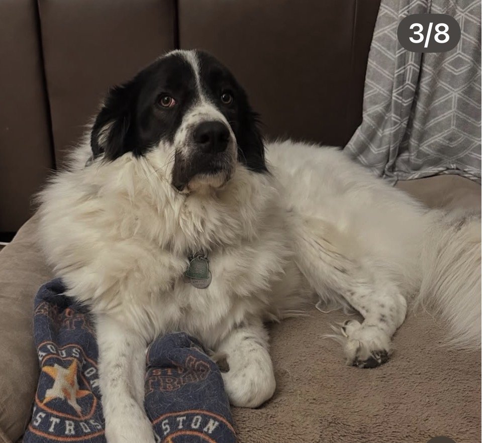 A black and white dog with a fluffy coat lying on a couch.