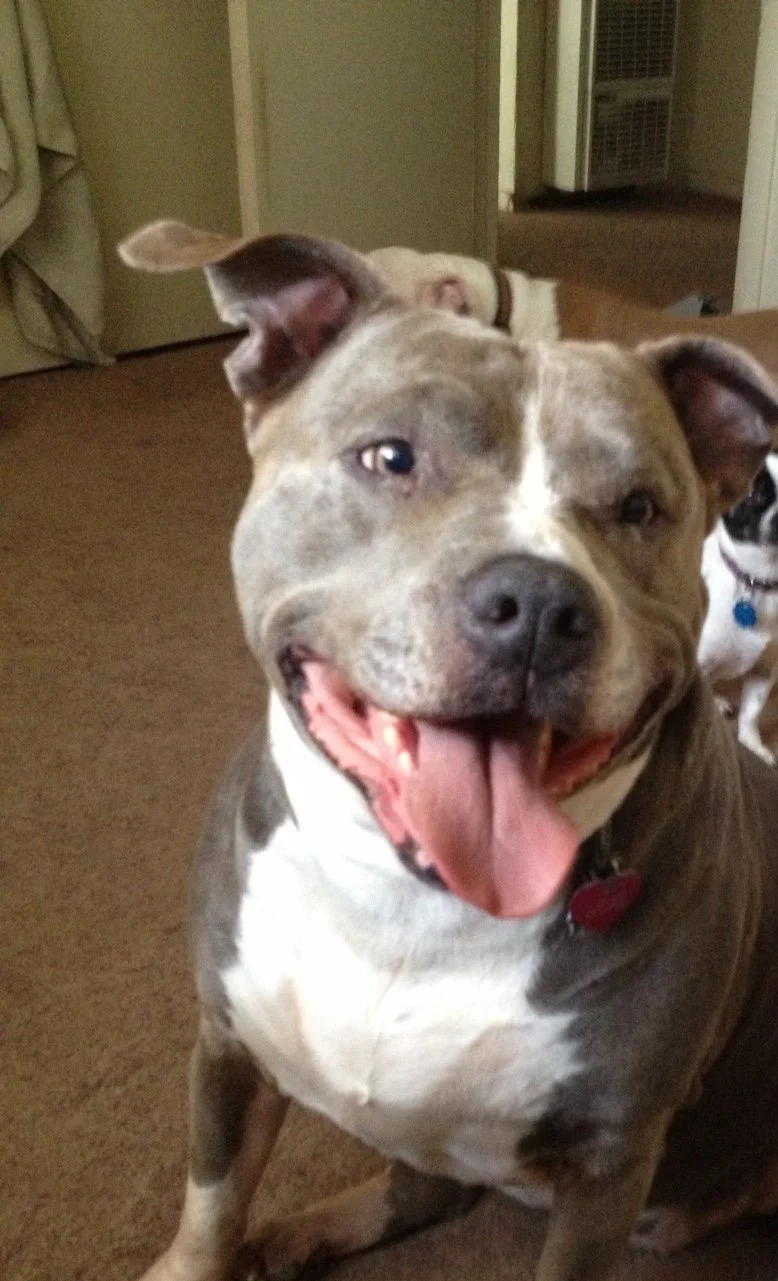 A happy, smiling pit bull dog with a grey and white coat, sitting indoors on a brown carpet.