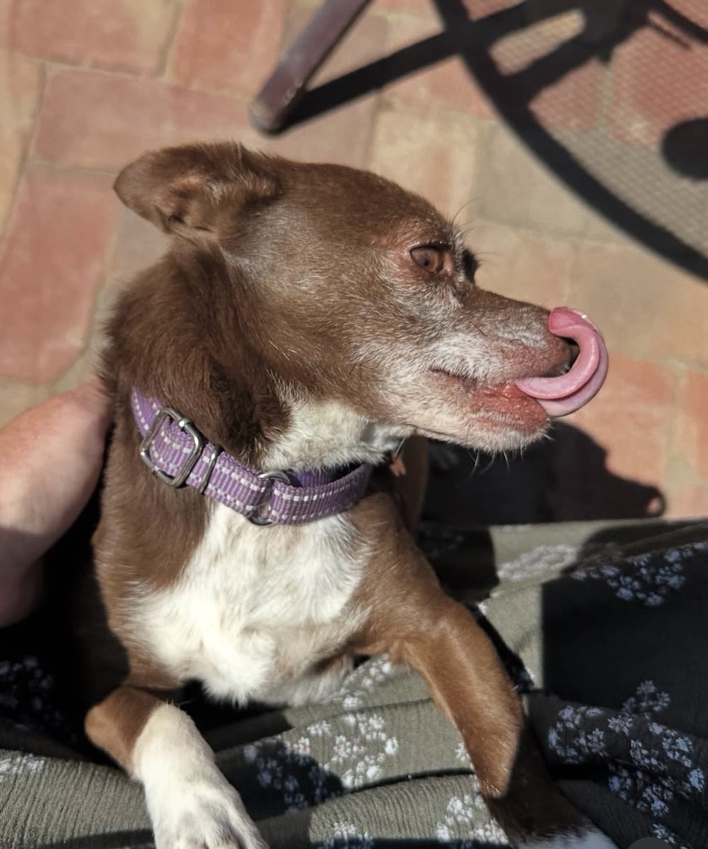 Small brown dog with a purple collar sitting on someone's lap, licking its nose with a pink tongue, seen from above, on a tiled floor near a chair.