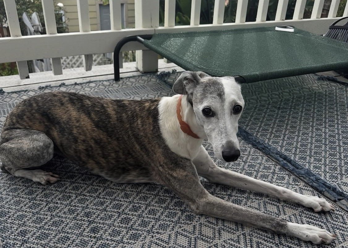A dog with a slender body, long legs, and a short coat lying on a patterned outdoor rug on a porch. The dog has a white face with gray spots, a white neck, and a brindle coat on its body. It is wearing a brown collar and looking at the camera.